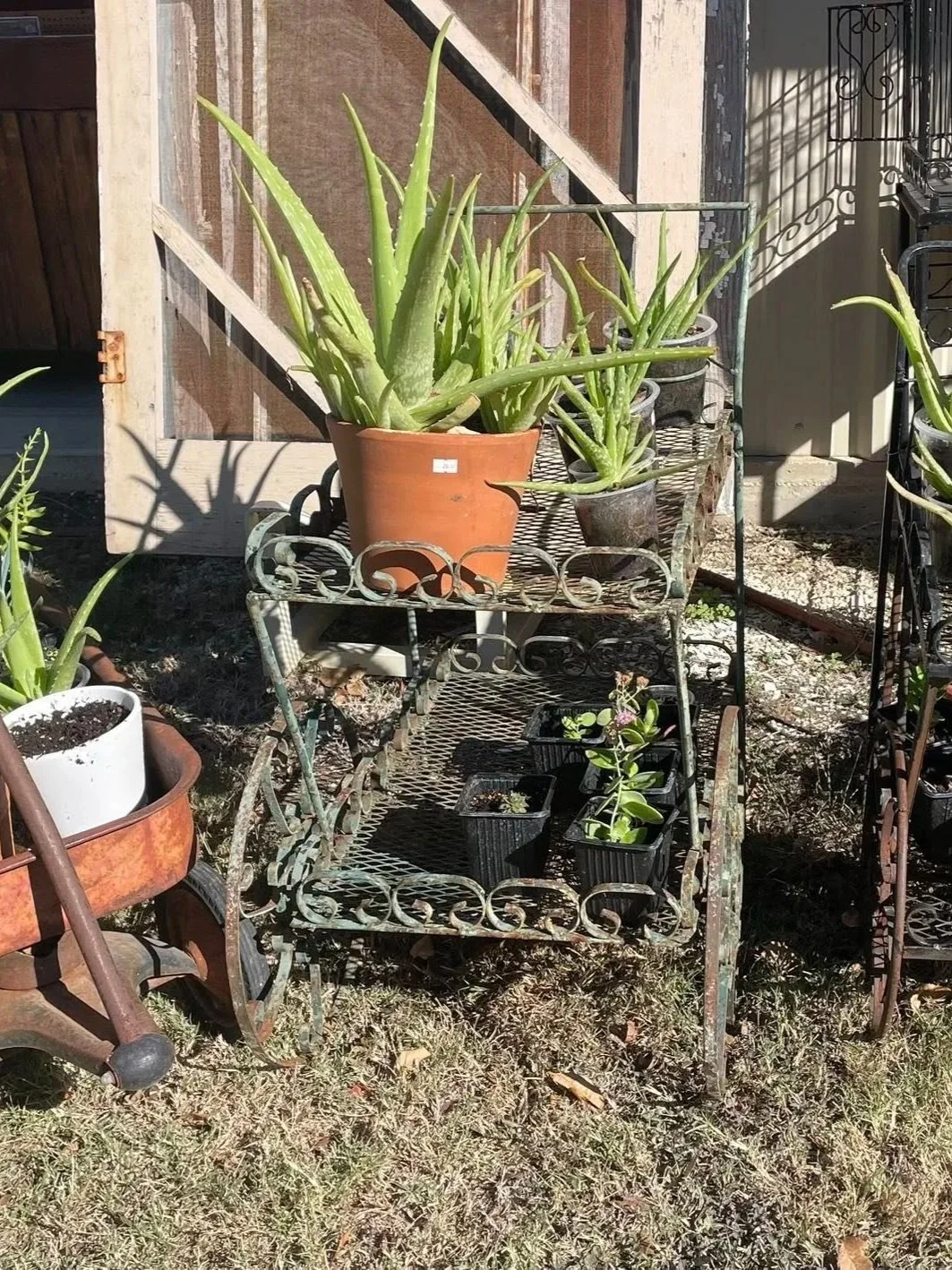 Several potted aloe vera plants on a vintage metal plant stand outdoors, with some additional plants in small black pots on the bottom shelf, and a wooden fence and other garden elements in the background.