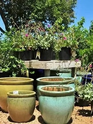 Multiple potted plants and flowers arranged on a wooden table outdoors, with trees and blue sky in the background.