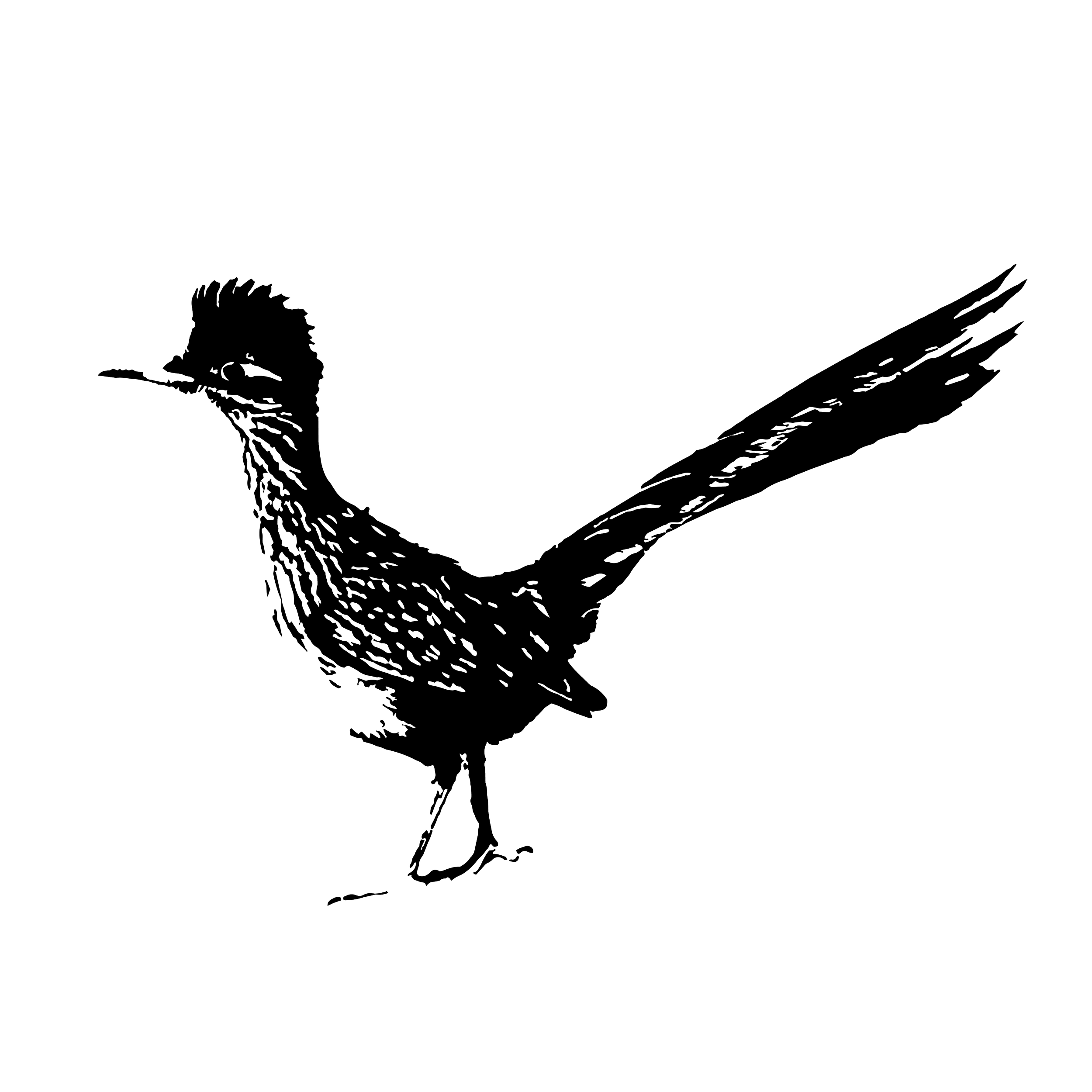 Line drawing of a Roadrunner bird.