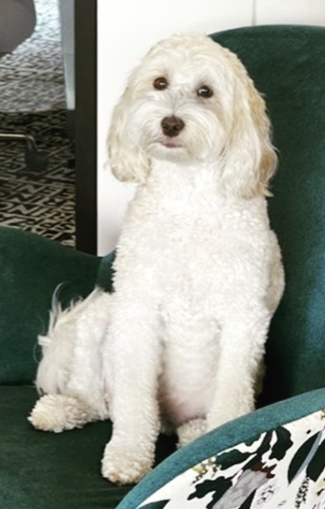 Bixby, the white, fluffy dog sitting on a green chair indoors.