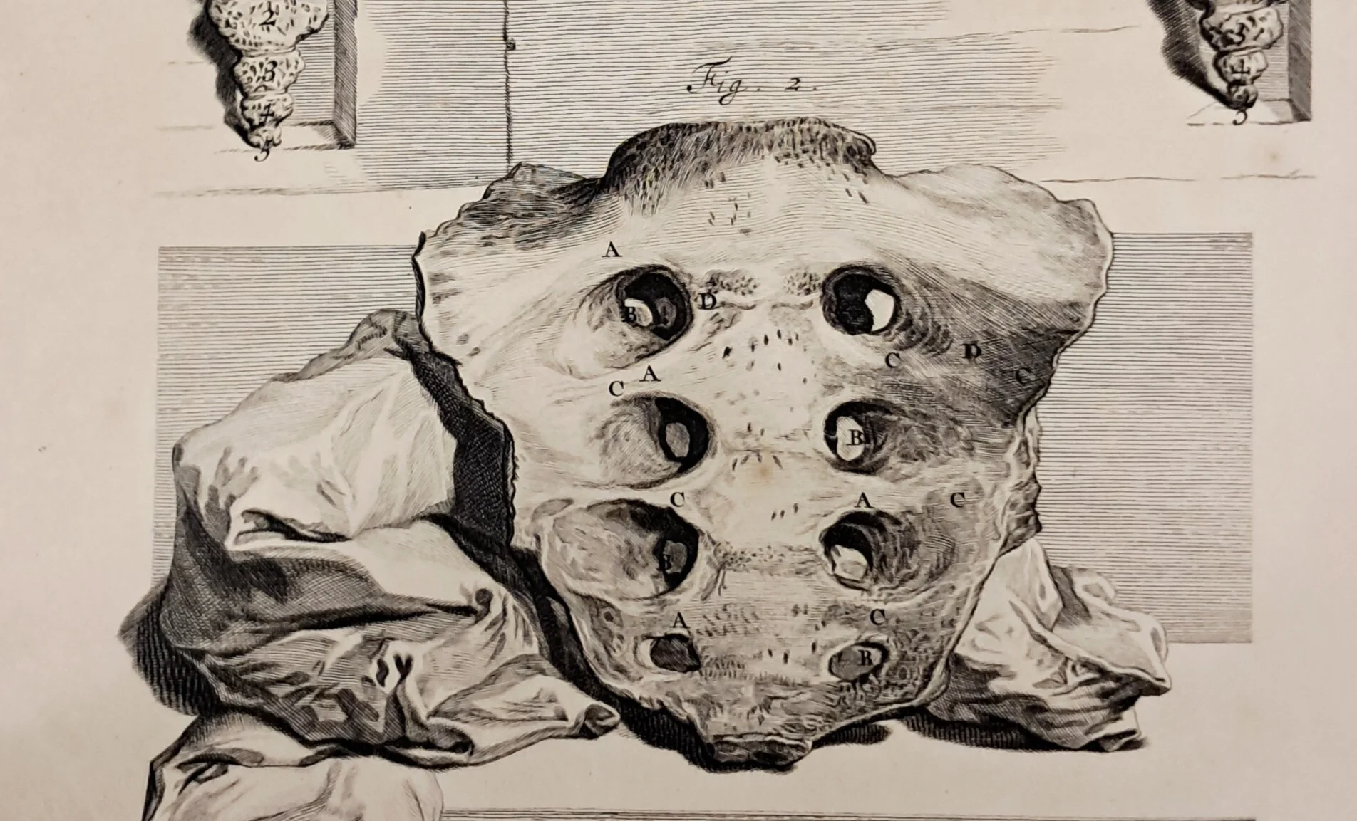 The politics of having a tail; anomalies, norms and the spirit