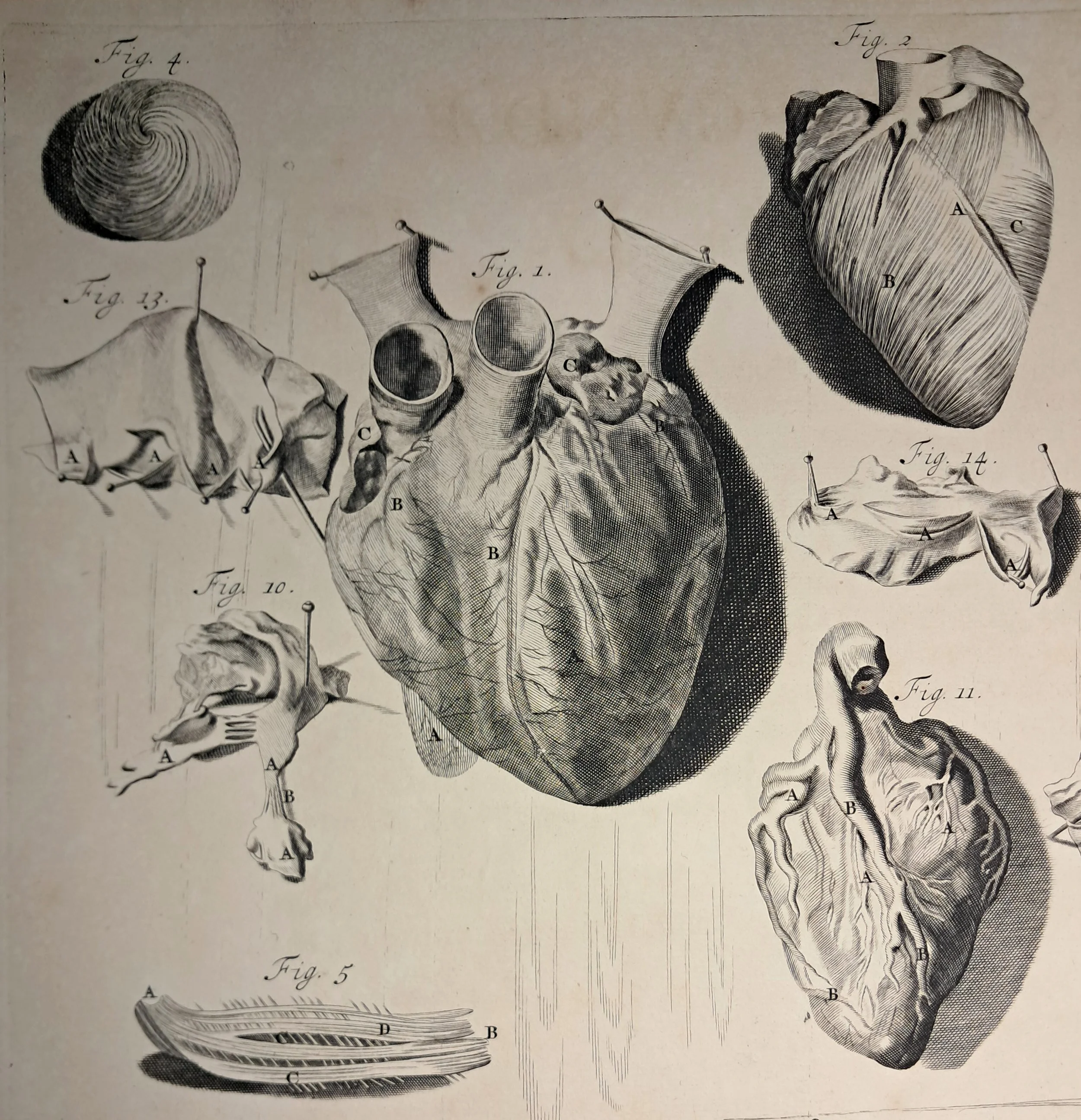 Mythopoetic Anatomy of Blood: Red, magical life-force born from stars