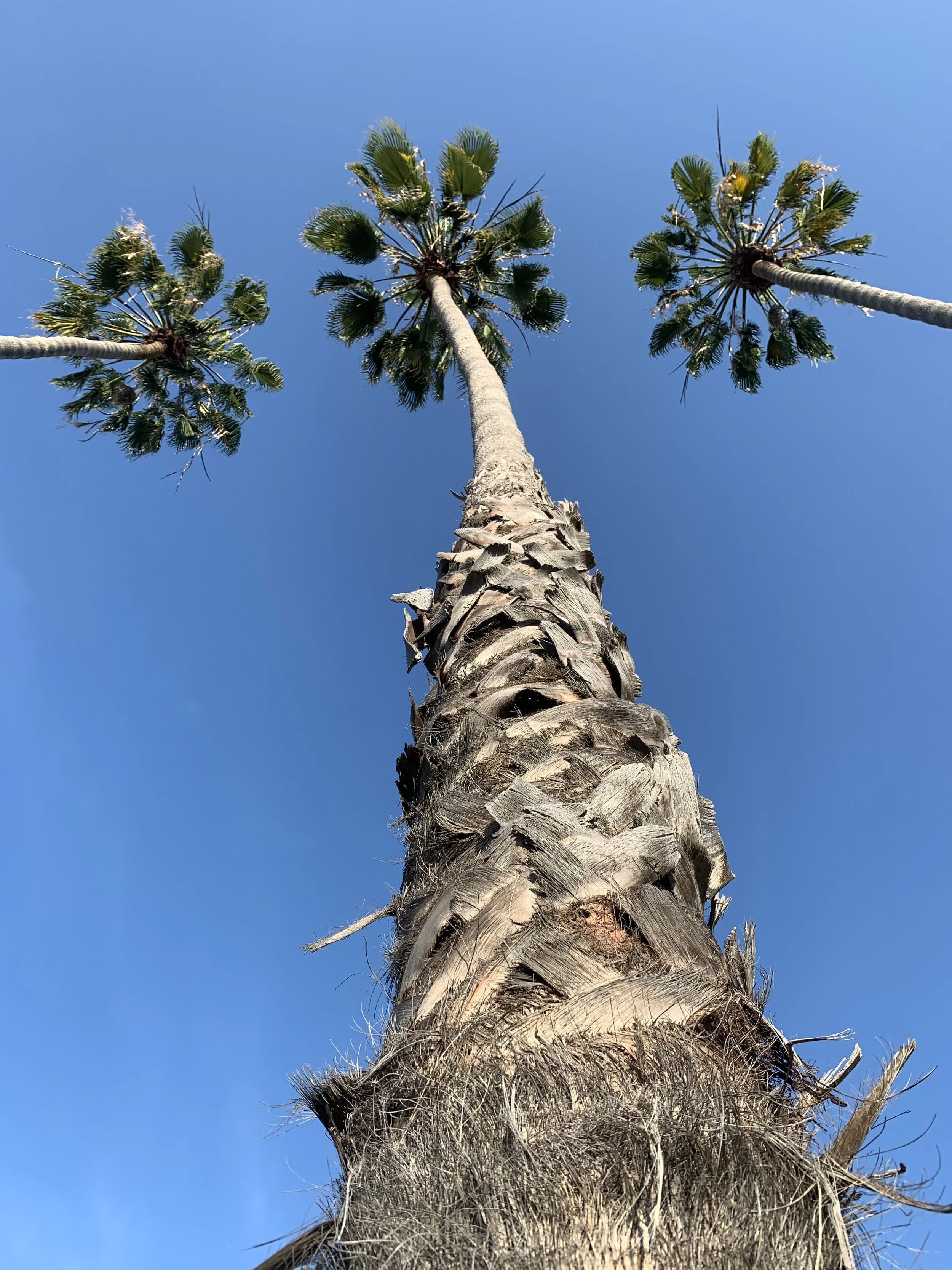 Palm Trees - Newport Beach, CA