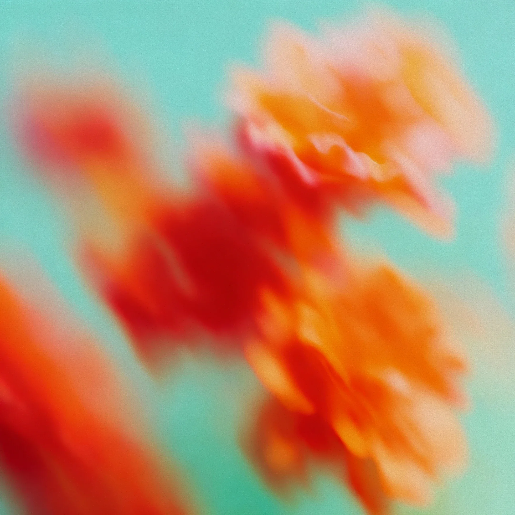 Blurred close-up of orange and red flowers against a light blue background.