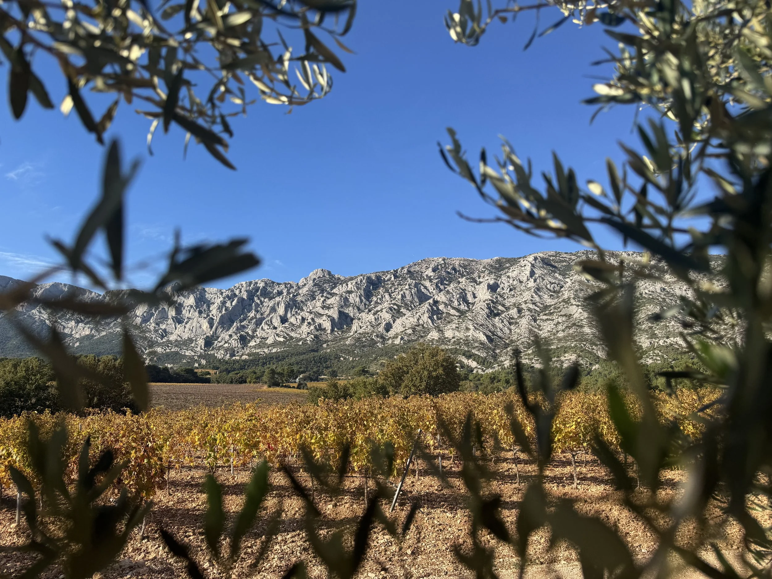 Vignoble avec un massif montagneux en arrière-plan et des branches d'oliviers en premier plan.