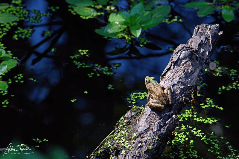 Friends of Wildwood