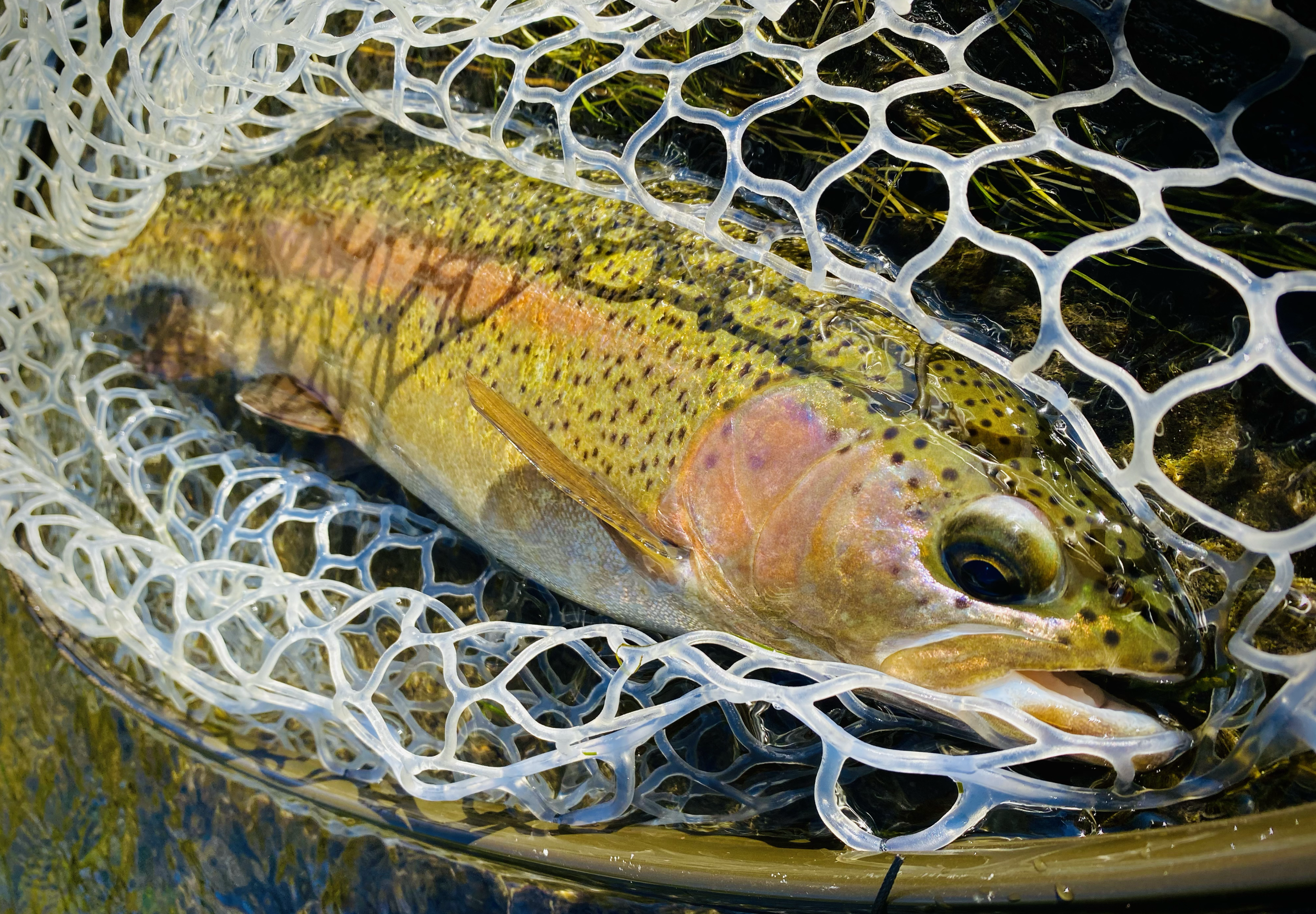 Screenshot 2026-01-27 at 1.28.53 PM.png