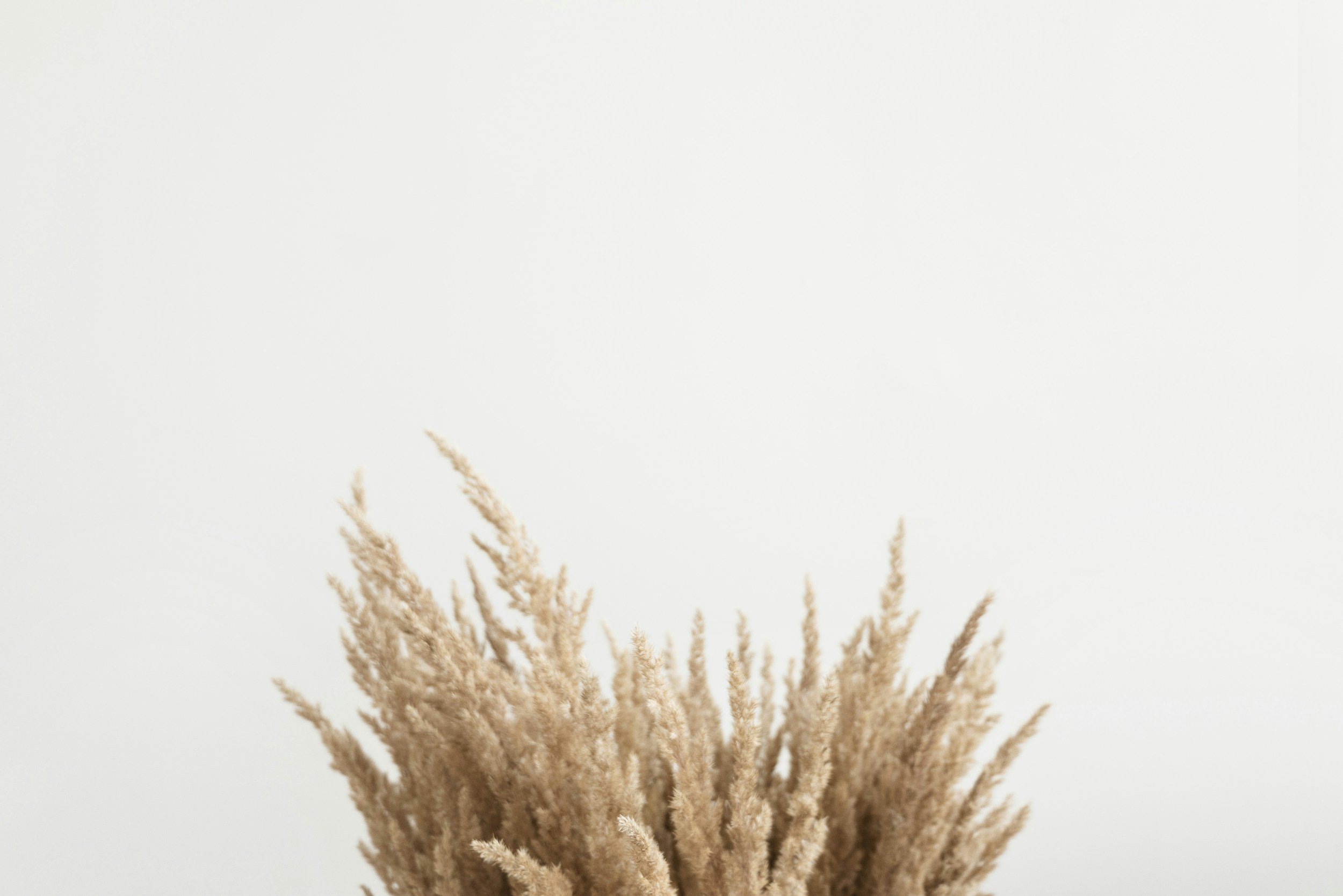 A bunch of beige dried pampas grass against a plain, mostly white background.