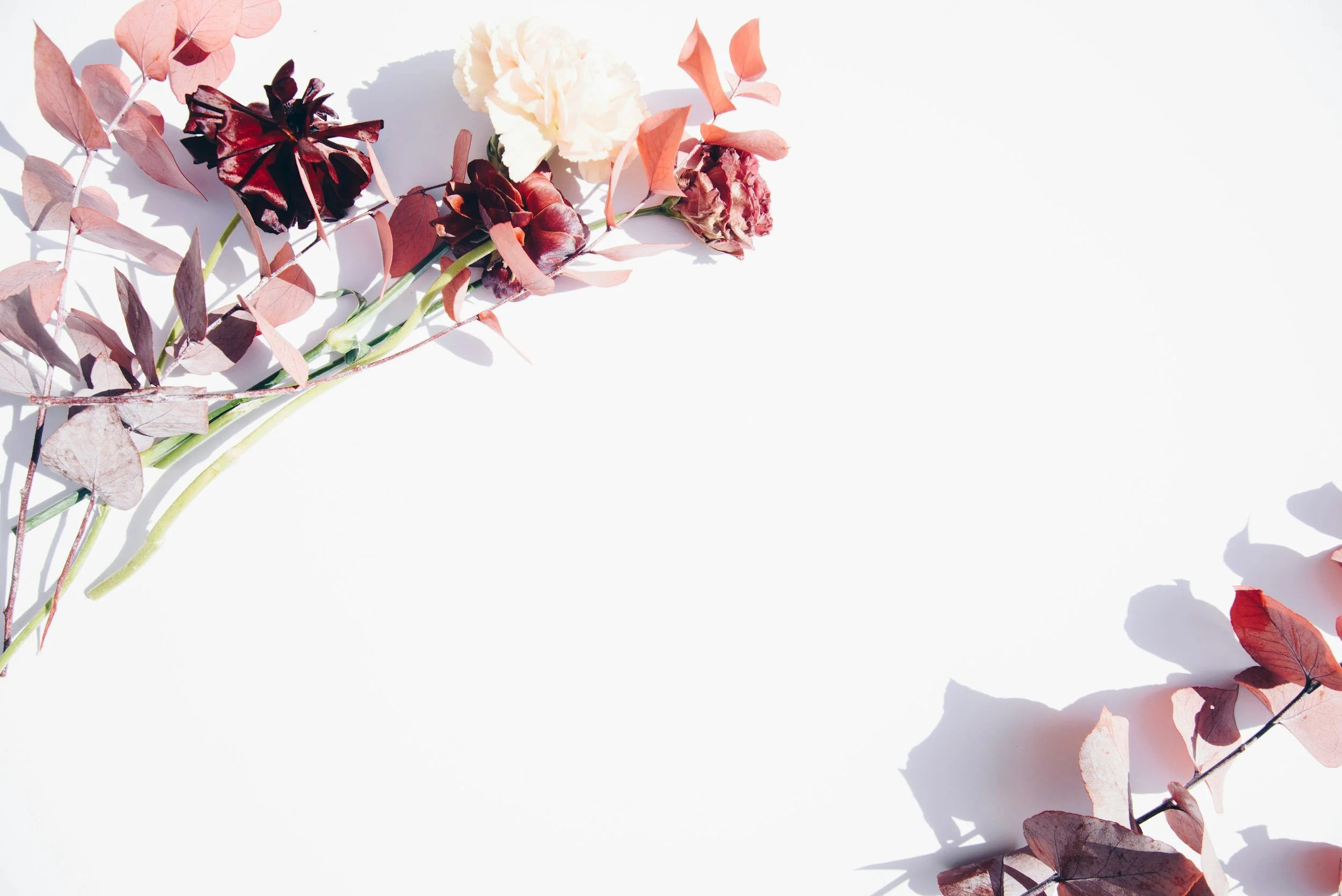 Arrangement of dried flowers and leaves, with pink, red, and white blossoms and shadows on a white background.