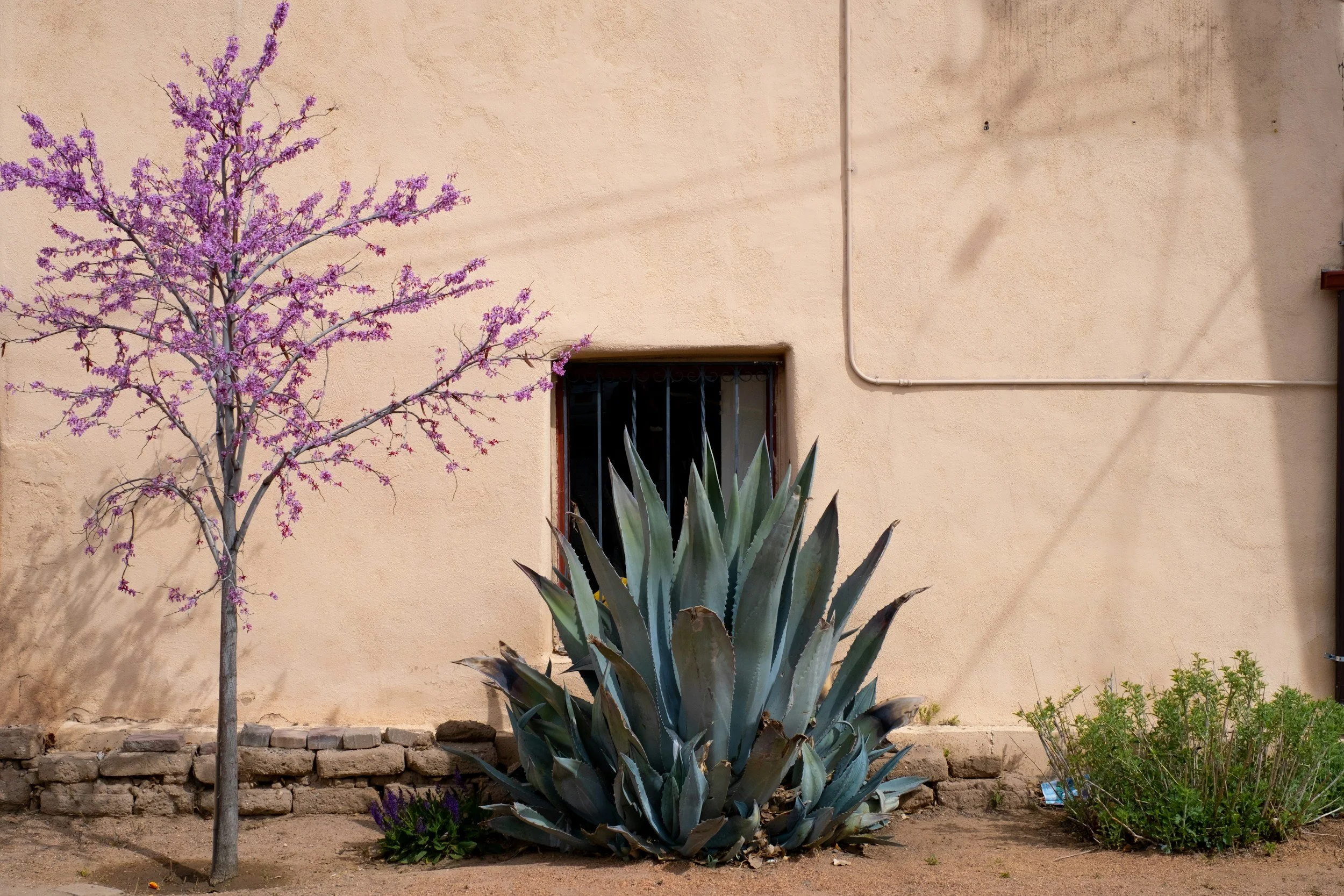 Southwest plants including lavender and agave plant