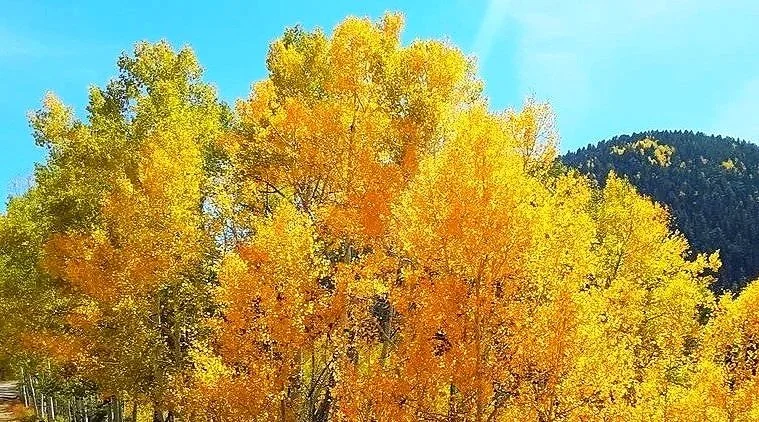 Yellow aspen trees along the High Road to Taos