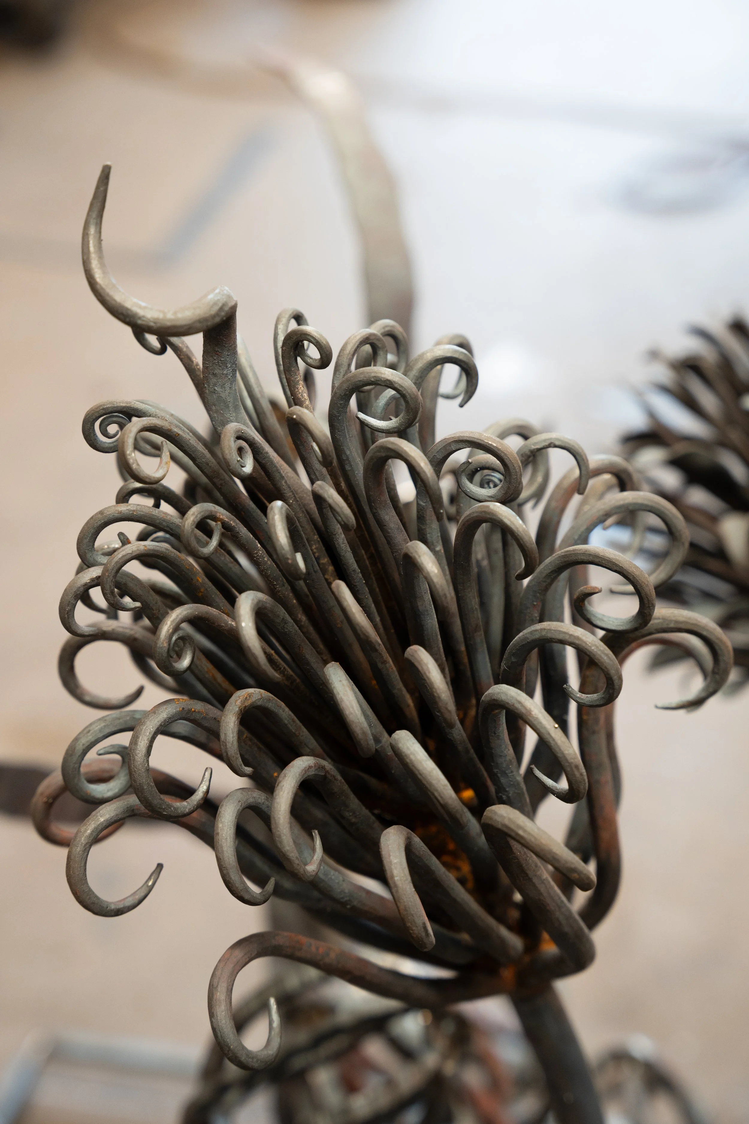 Salix Fe Bloom Head Shot .jpg