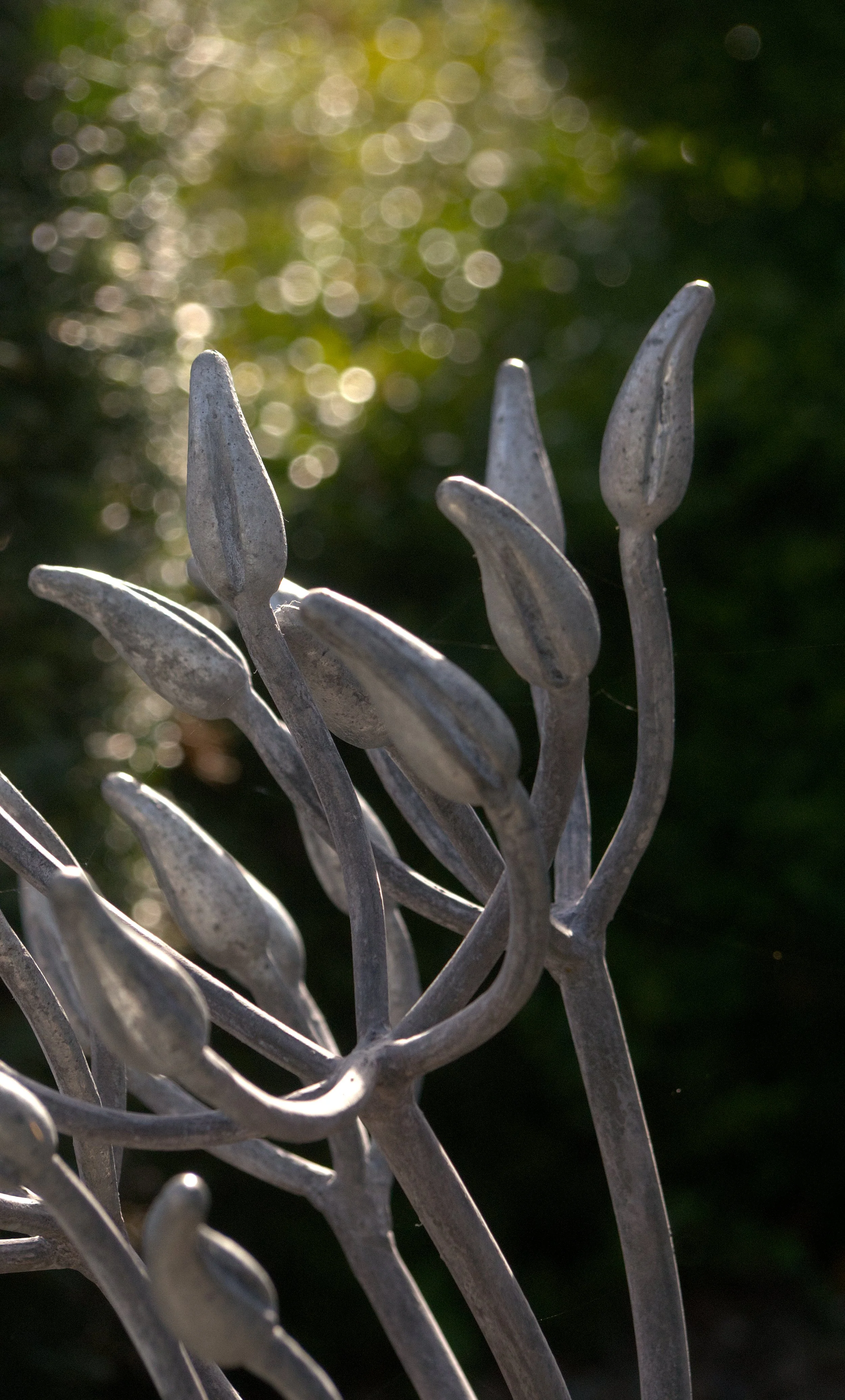 CU Seed POds Portrait.jpg