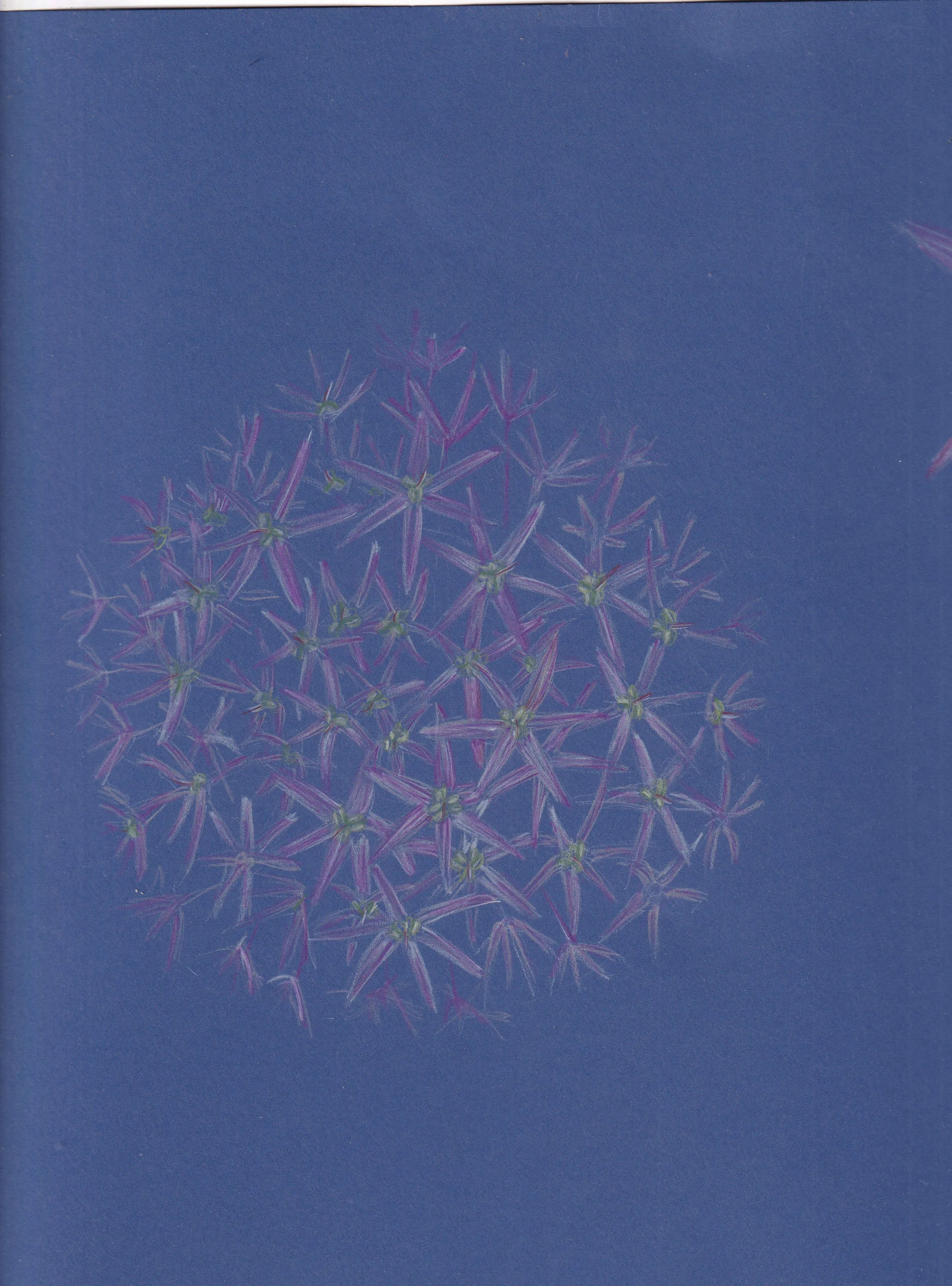 Giant Allium purple.jpg