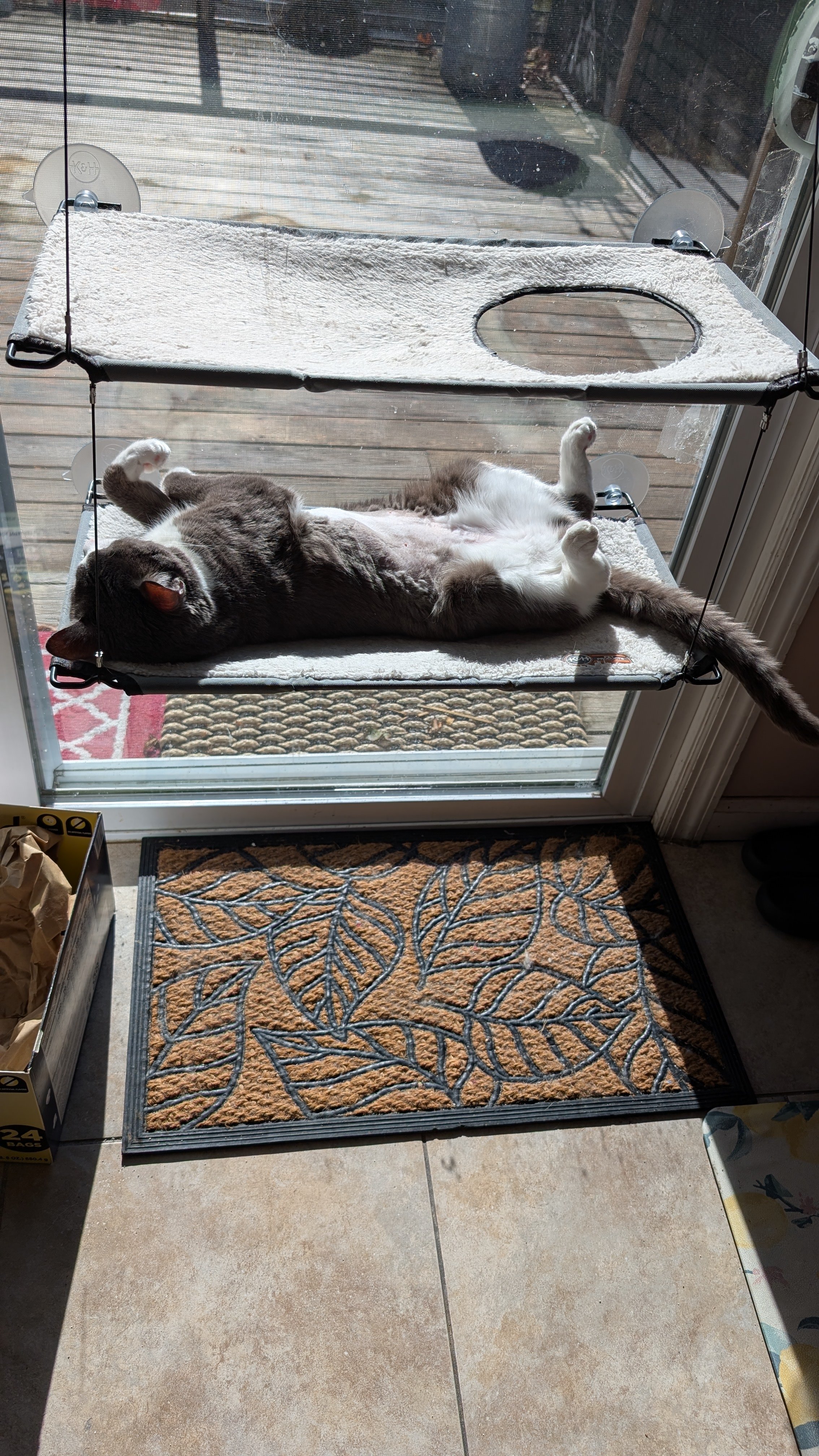 A gray and white cat lying on its back on a suspended cat bed, basking in sunlight near a glass door.