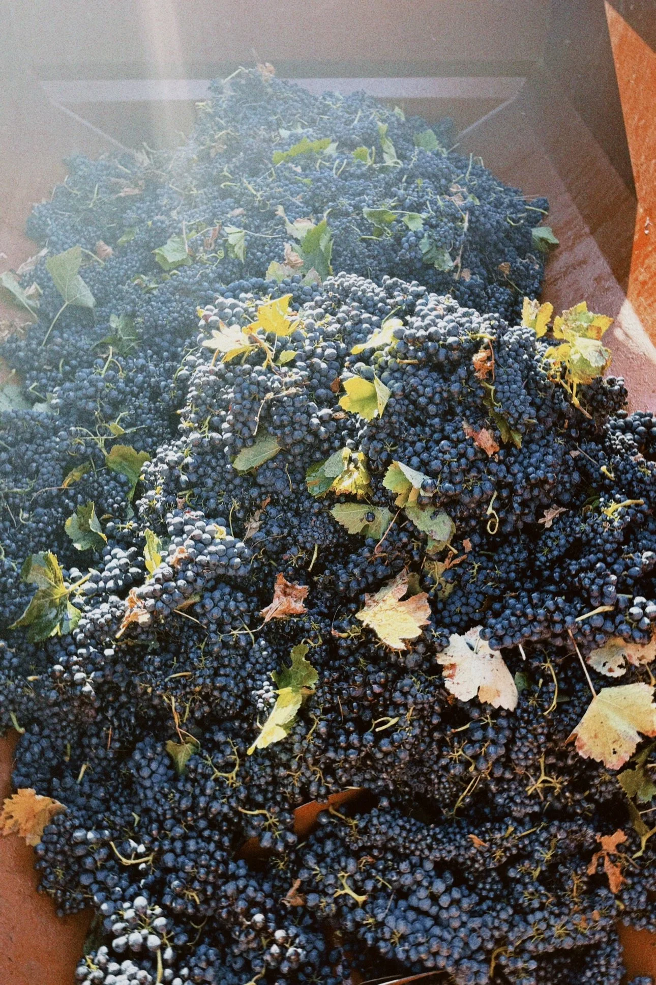 classicu 2025-12-05 113647.043.JPG