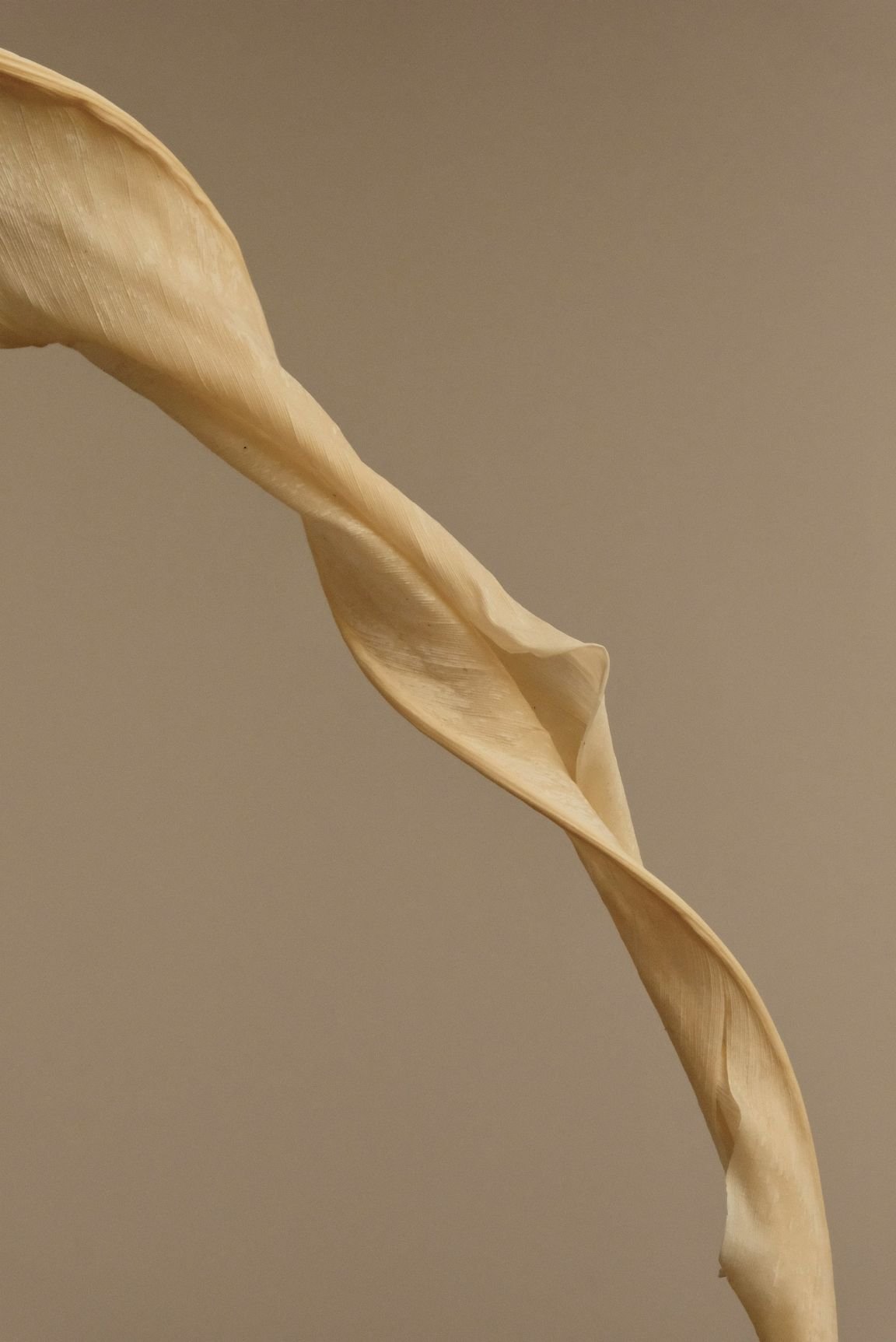 A close-up of a dried, twisted, yellowish leaf or plant part against a plain background.