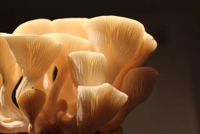 Close-up of a cluster of beige oyster mushrooms with gills visible on the underside of the caps.