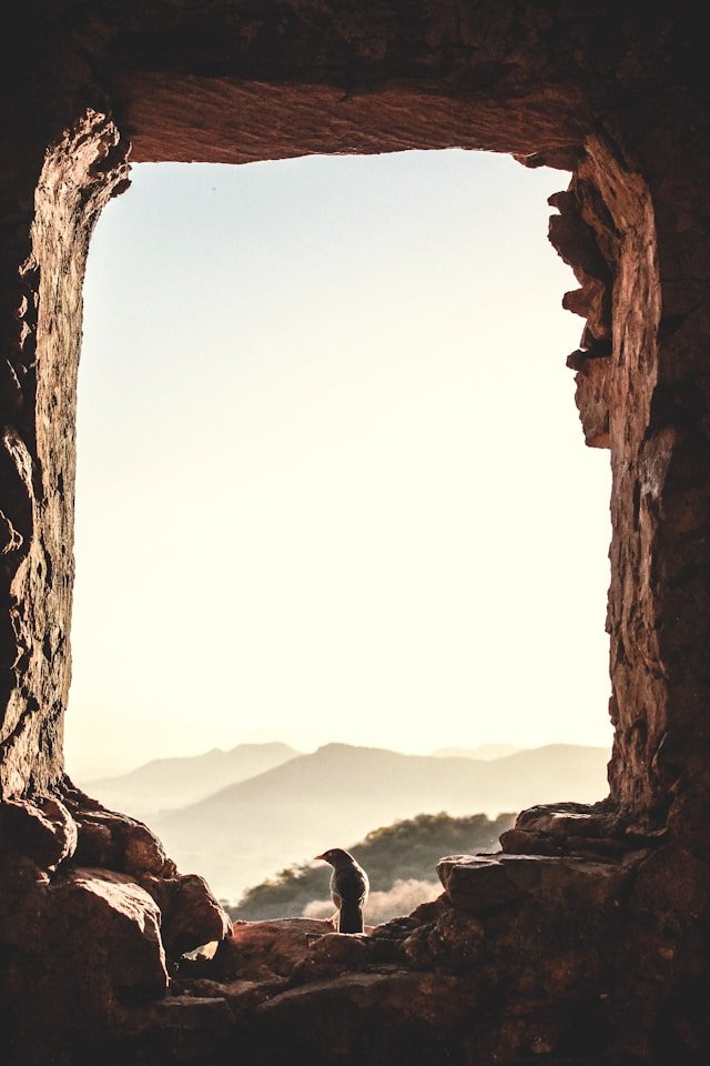 A bird perched on rocks inside a cave opening, with a scenic mountainous landscape in the background during sunset or sunrise.