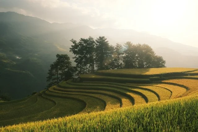Terraced green rice fields on a hillside with trees and mountains in the background during sunrise or sunset.