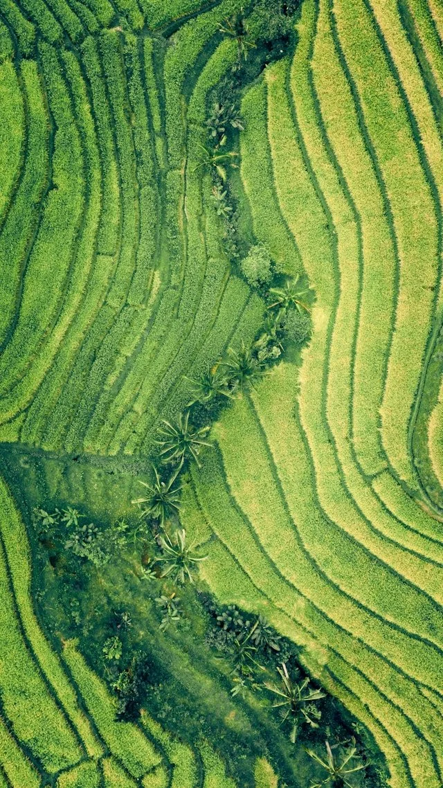 Aerial view of terraced green rice fields with a narrow winding path and scattered palm trees.