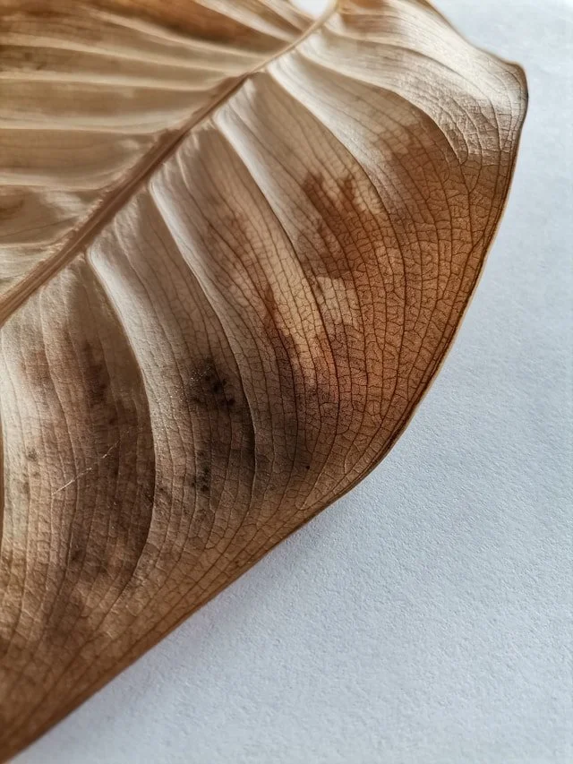 Close-up of a dried, brown leaf showing detailed vein structure.