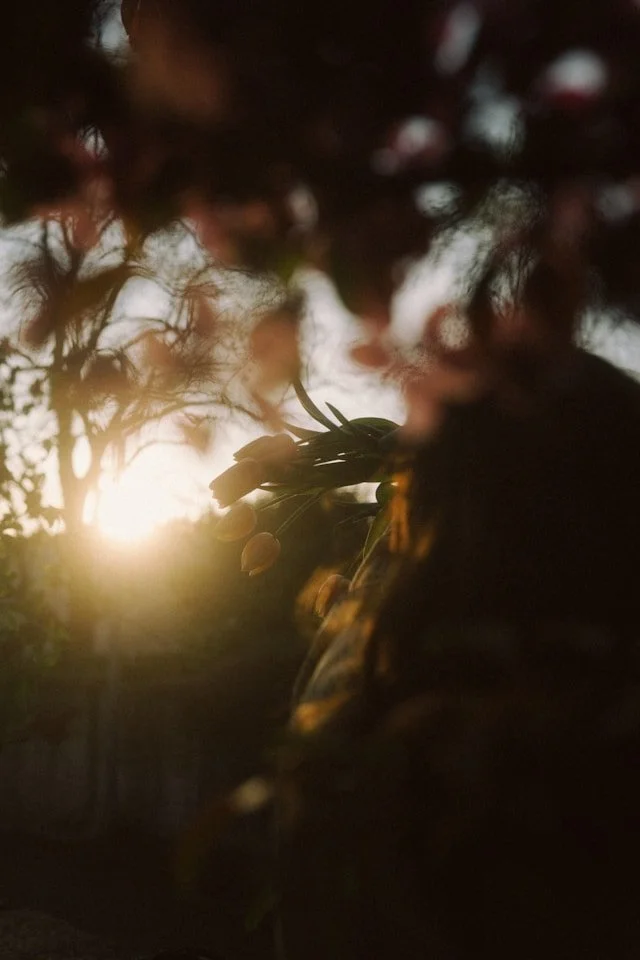 A close-up shot of plant buds or small flowers silhouetted against a setting sun, with blurry foliage and sky in the background.