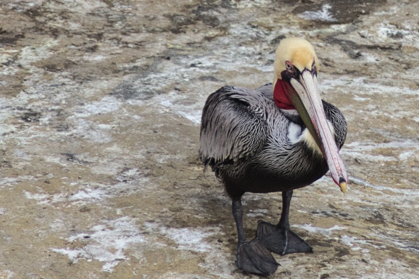 Pelican at La Jolla Cove in La Jolla, California