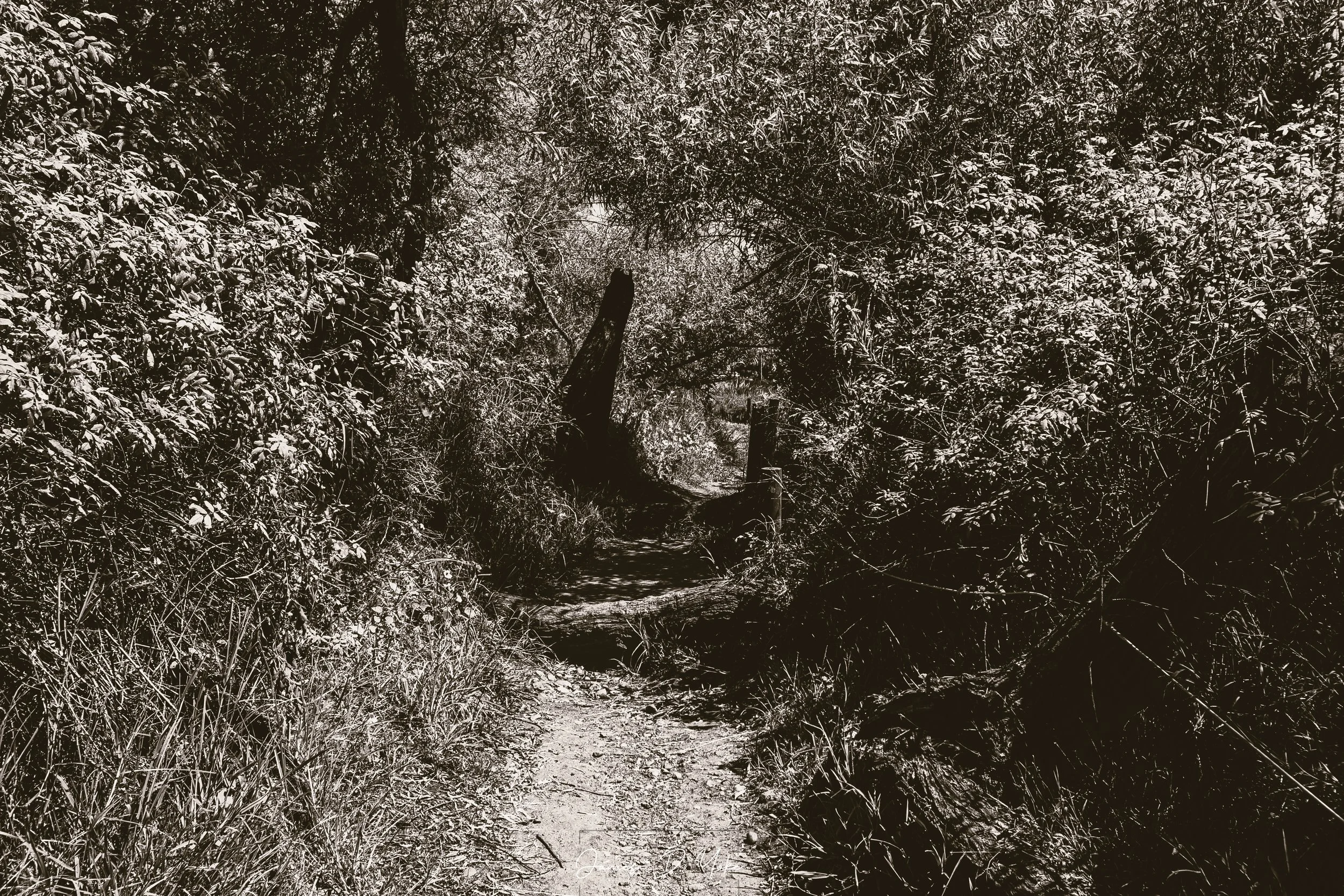 A wooded trail at Famosa Slough in San Diego, California