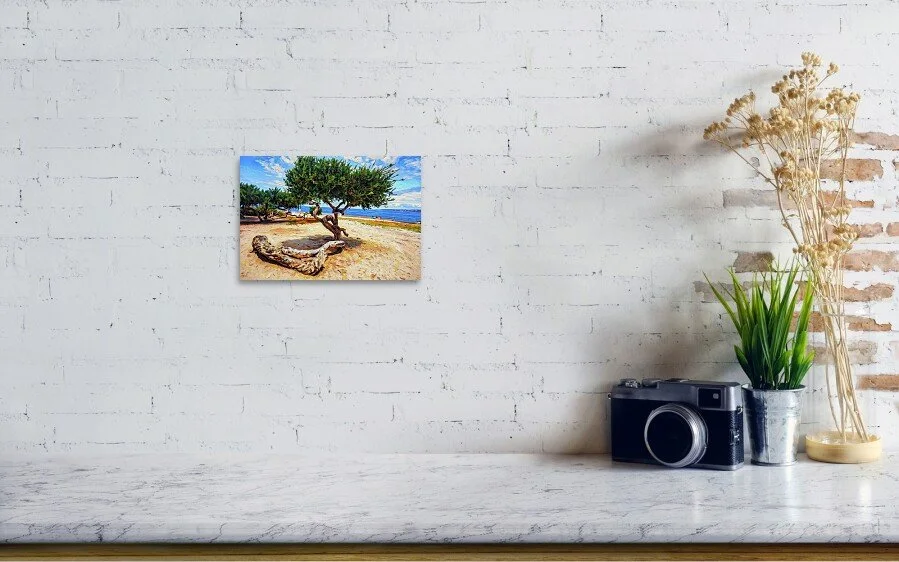 oil-painting-of-la-jolla-tree-james-yoke (1).jpg