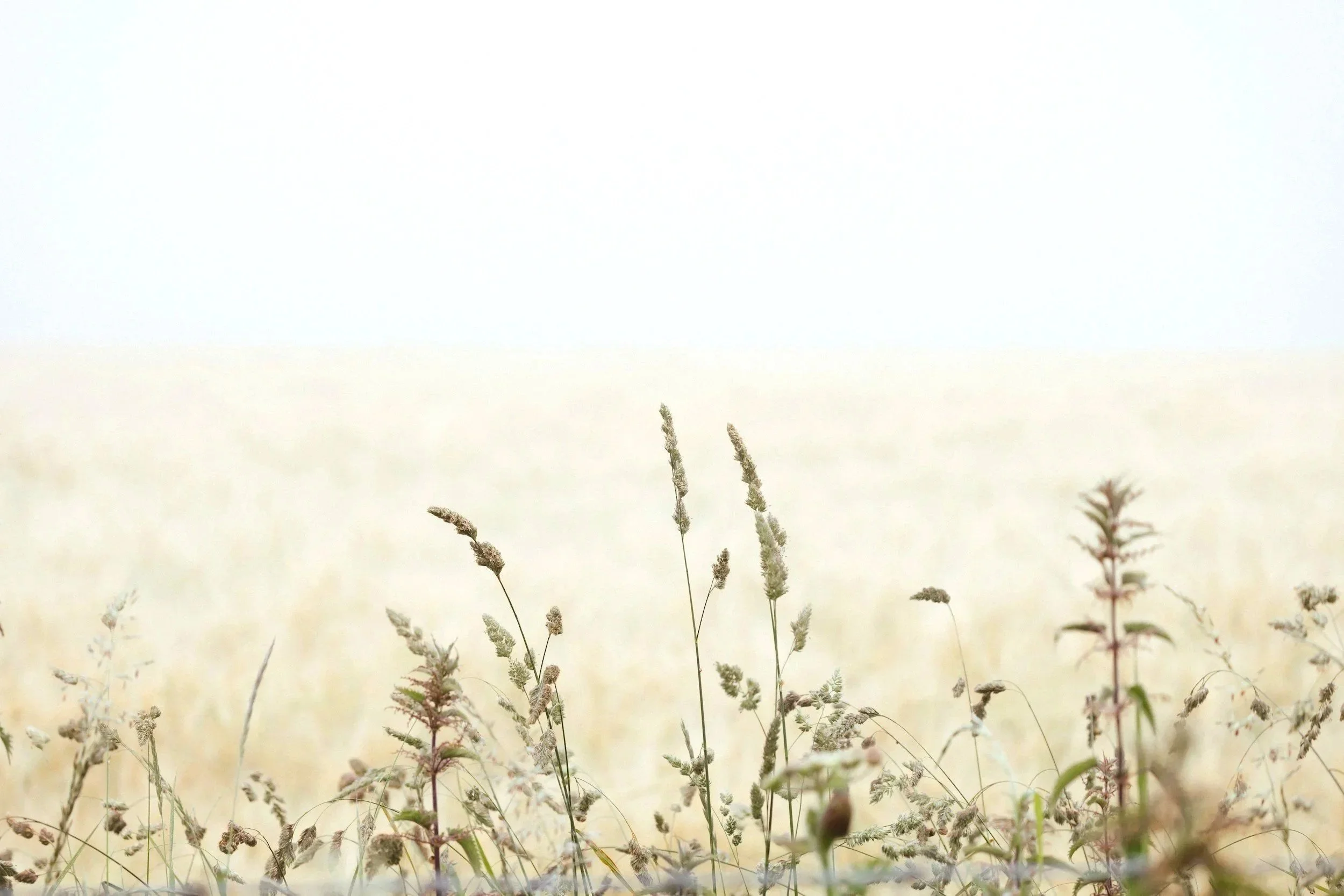 Wild grasses growing in a field under a bright sky with minimal clouds.