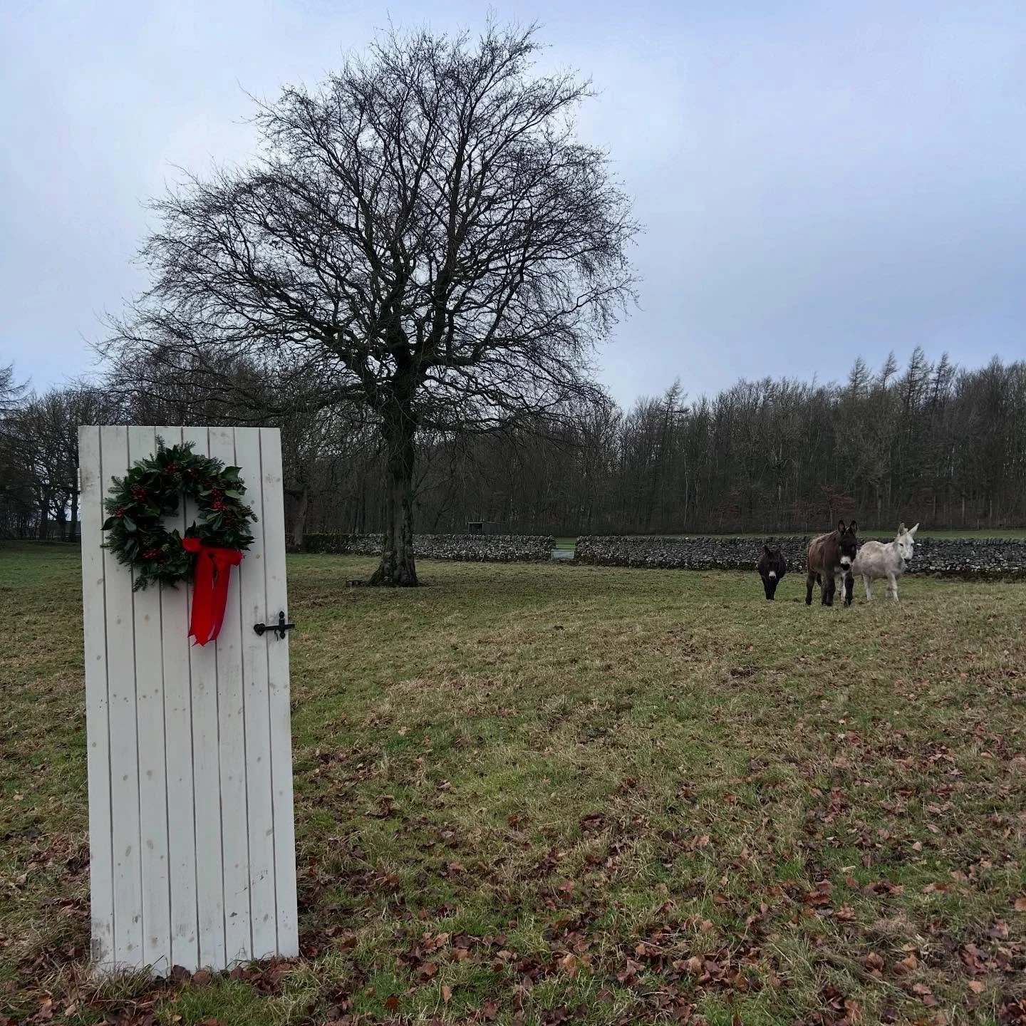 ✨Christmas Wreaths available to order ✨
Local foliage, willow base and string that can go in the compost &amp; a pretty ribbon to use on your presents next year - a win win.