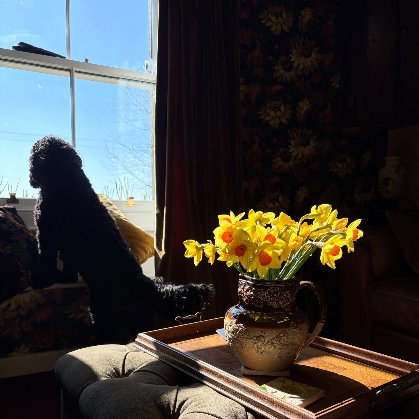 Spring sunshine on a vase of joy. Ted was more interested in what was happening outside.