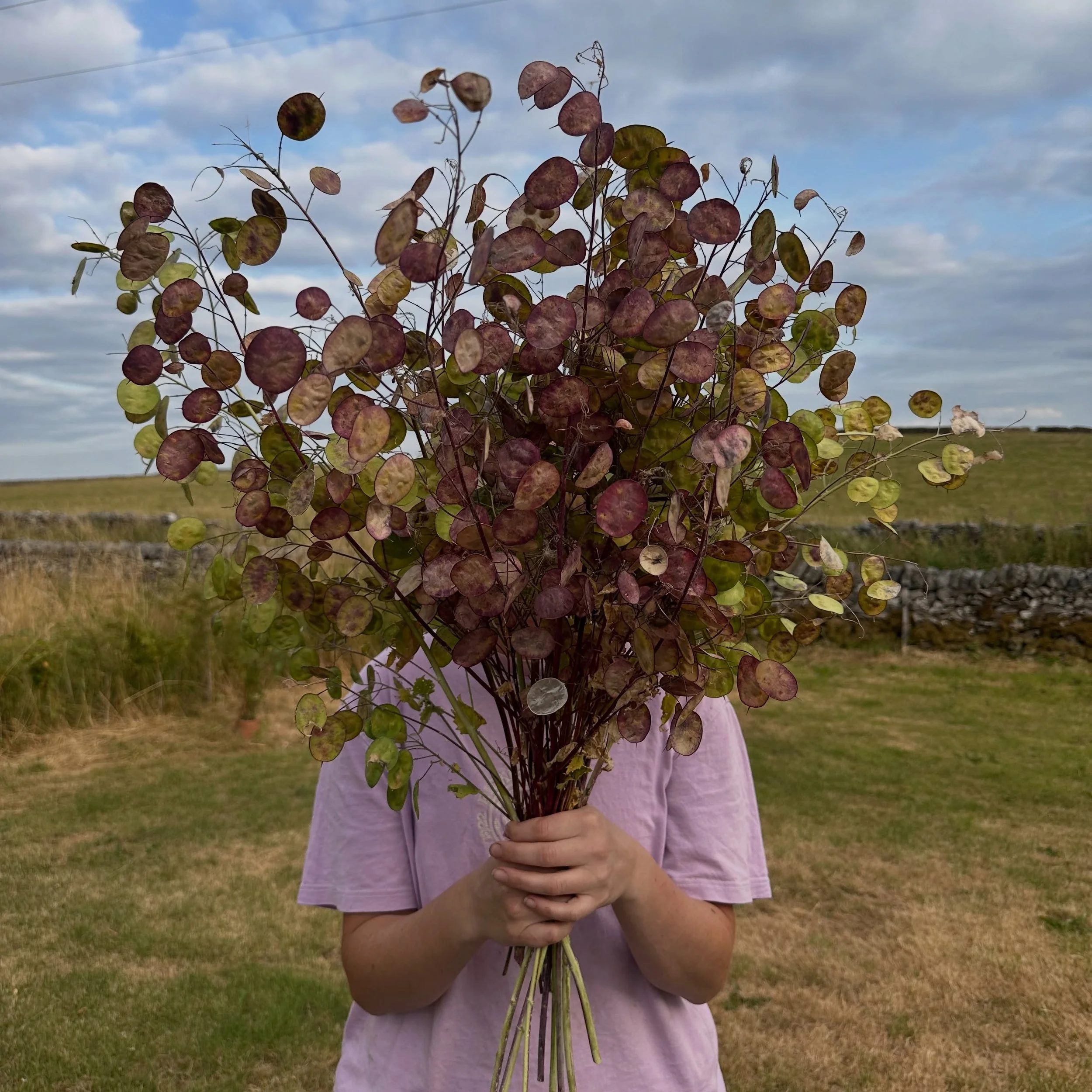 Just trying to make an honest living

Gathering honesty to dry for use later in the year.