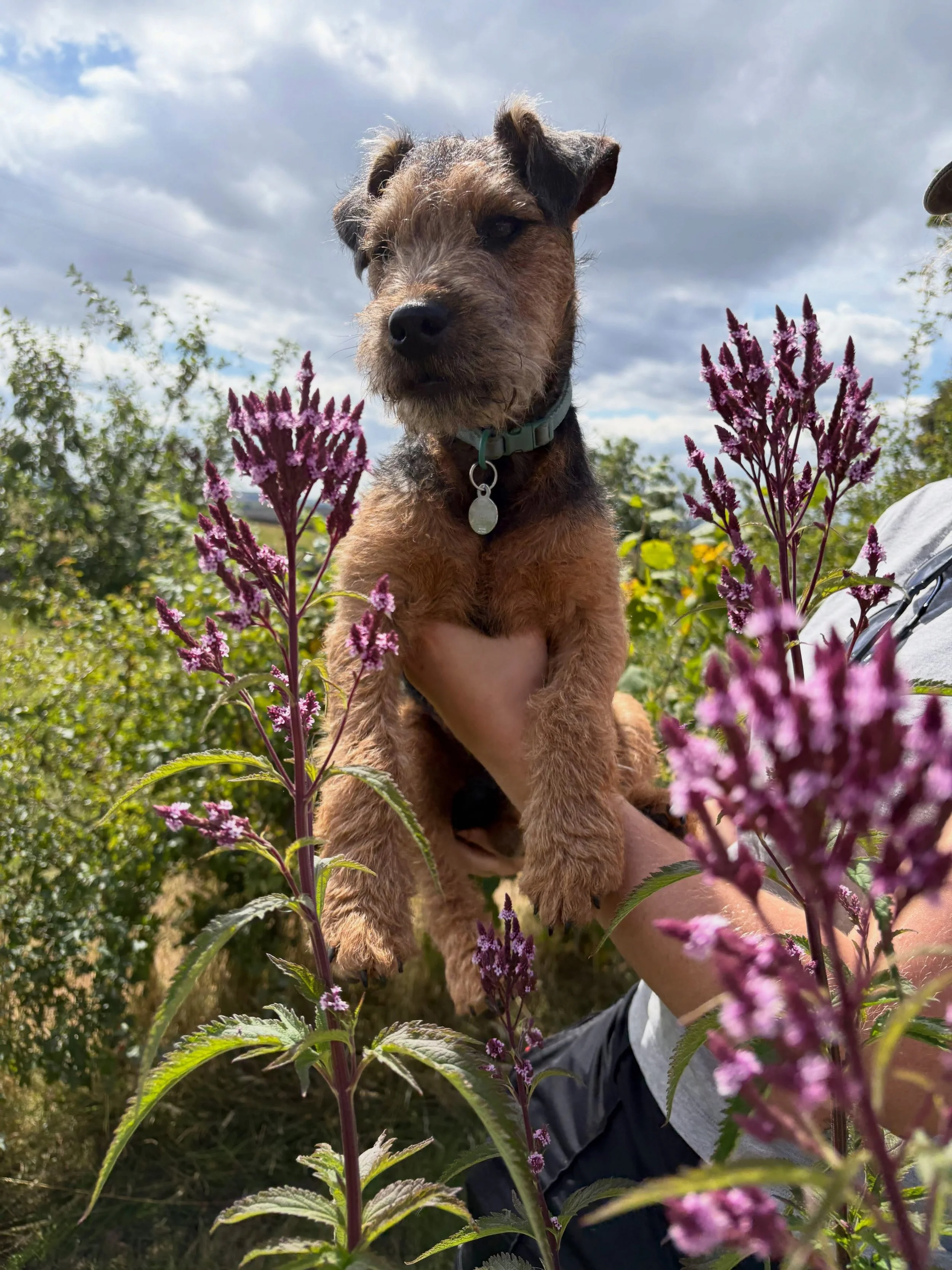 Please meet Scampi, our supervisor, small friend and mischievous sir. Recently he&rsquo;s been overseeing our sustainability practices of rainwater collection, planting of drought tolerant perennials and peat free potting. Everyone say excellent work