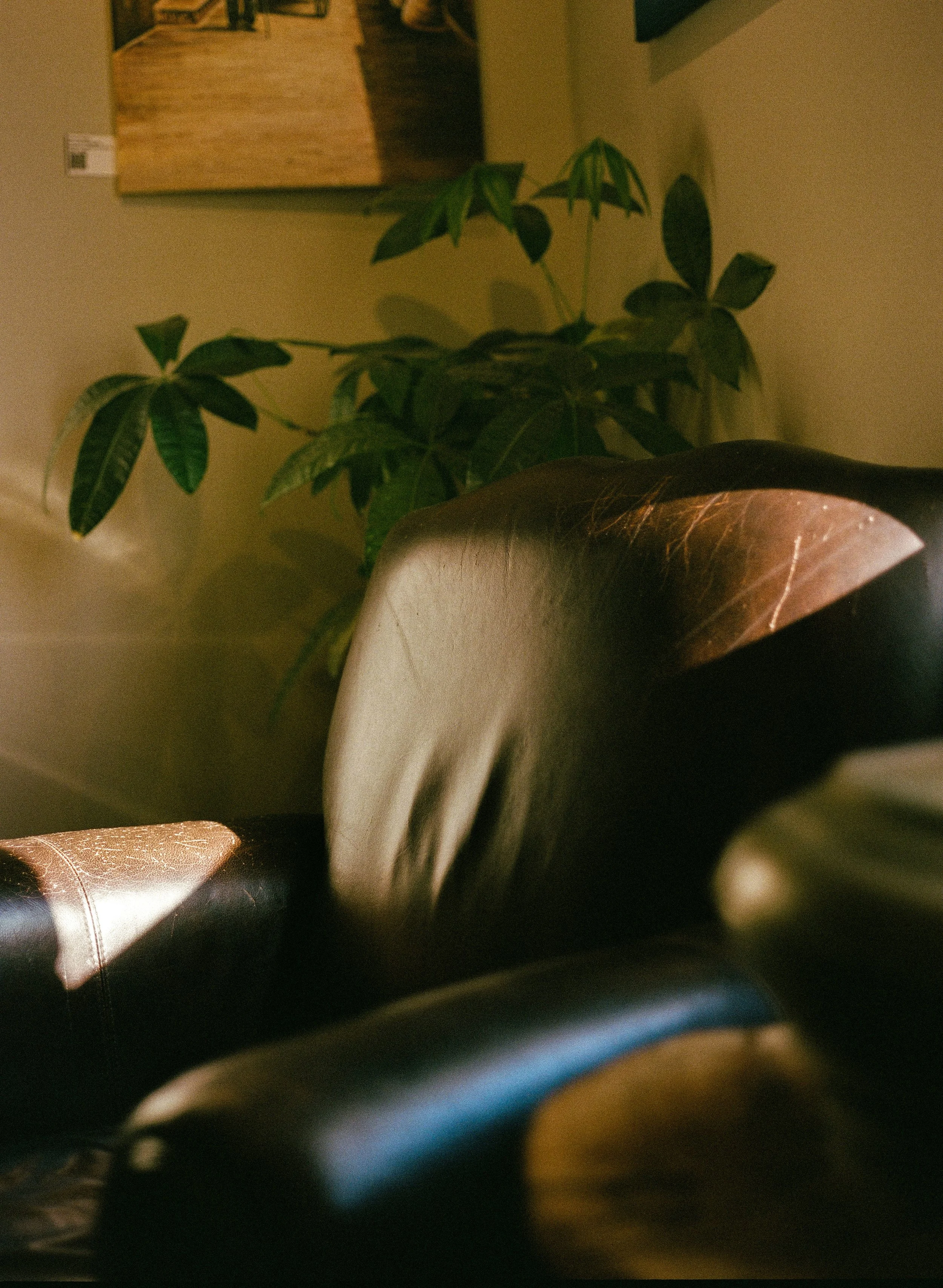 Close-up of a black leather chair with sunlight casting a reflection, with a green leafy plant in the background and a wooden object on the wall