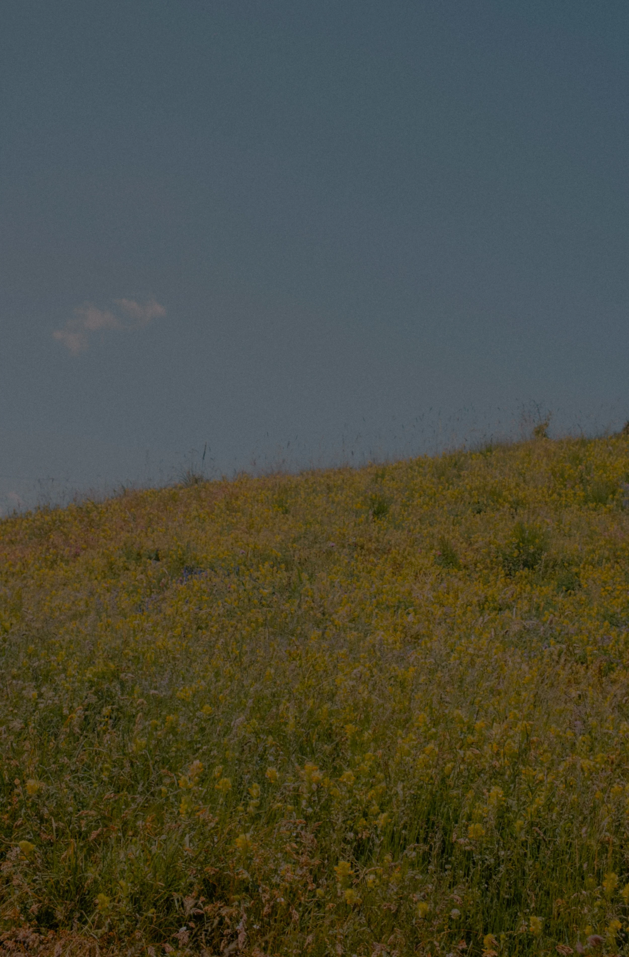 A landscape photo of a hillside covered in yellow wildflowers, with a clear blue sky and a small cloud in the background.