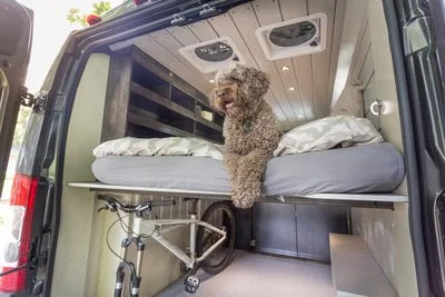 A curly-haired dog sitting on a bed inside a camper van, with a bicycle underneath the bed and storage shelves above.