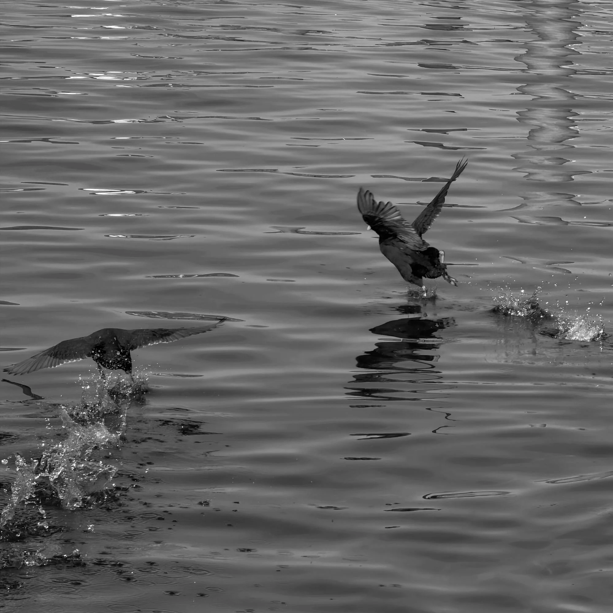 THE CROSSING, THE CHASE