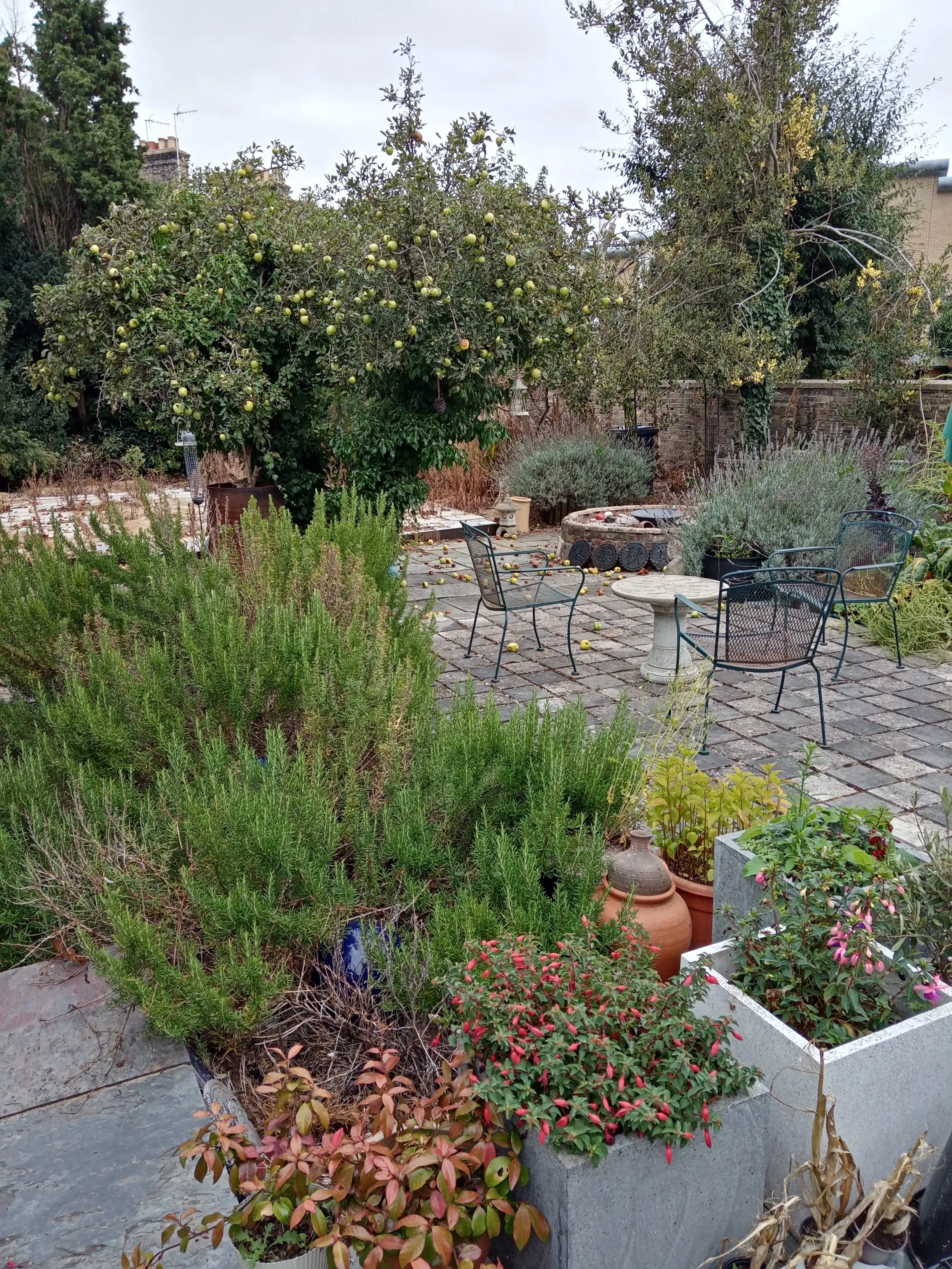 The garden at Simply Chi Wellness Centre, which you enter through to access the waiting area when arriving for your acupuncture session. The garden is full with a variety of plants and herbs, and an apple tree which bears lots of fruit.