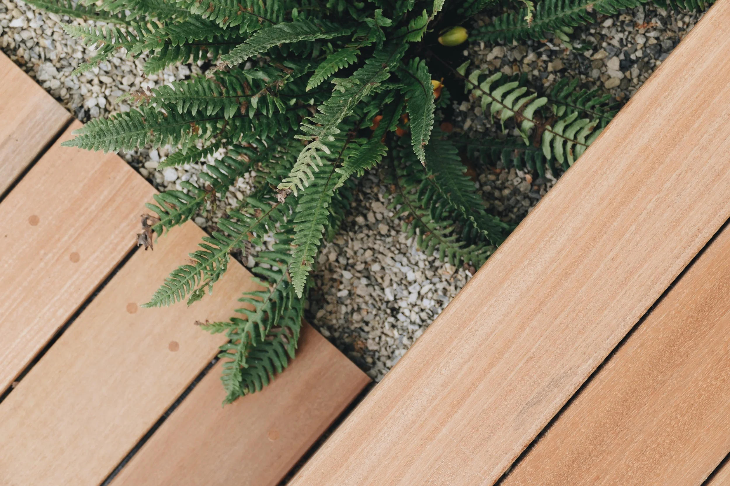 The Dorset Plantsman