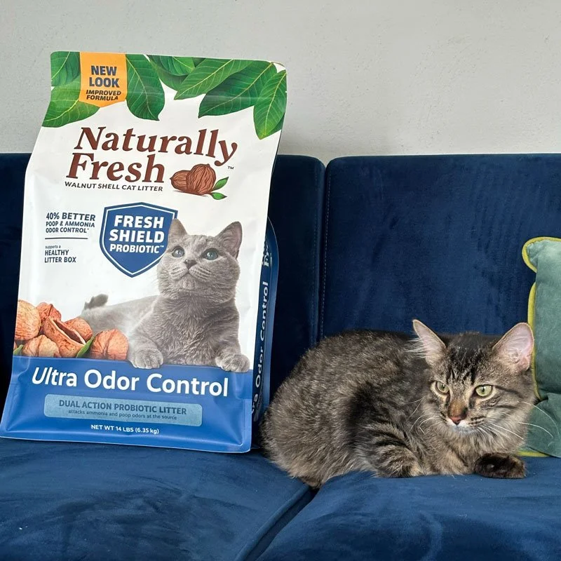 A bag of Naturally Fresh walnut shell cat litter labeled 'Ultra Odor Control' sitting on a blue couch next to a gray tabby cat.