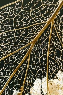 Your vagus nerve