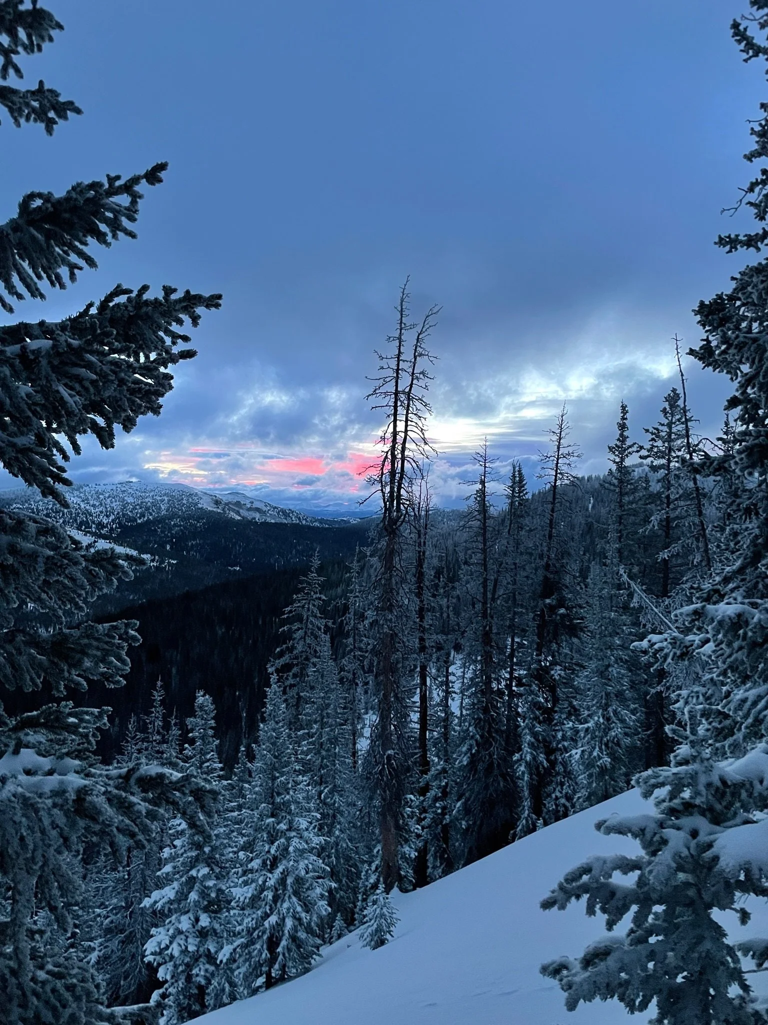 Snow-covered pine trees in a mountainous forest during dusk with a partly cloudy sky and a hint of pink in the sunset.