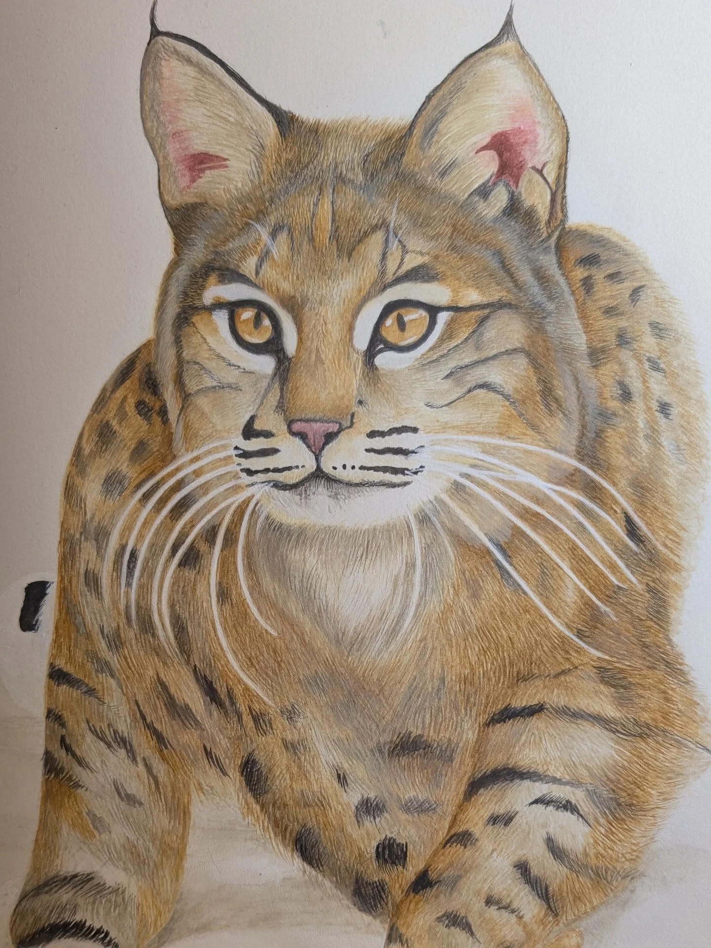 Work in progress, itty bitty Bobcat 

#cravecustomcreations #bobcat #fineart #watercolor #cat
