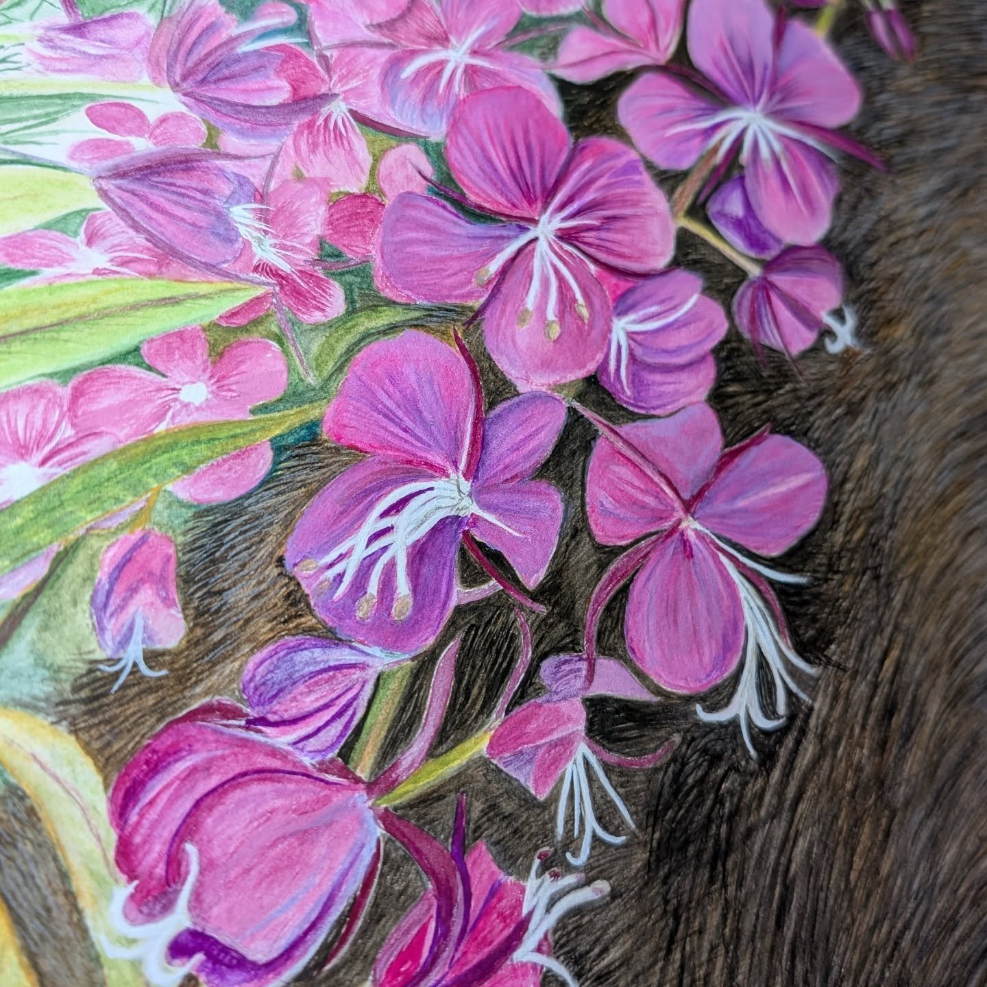 Do you love the wild West Coast of the Pacific Northwest too? Follow to watch this Seawolf come to life poking her head through the fireweed 👀🖌️🎨

A plant of a bajillion uses*

Fireweed is one of the first plants to grow after forest fires, or cle