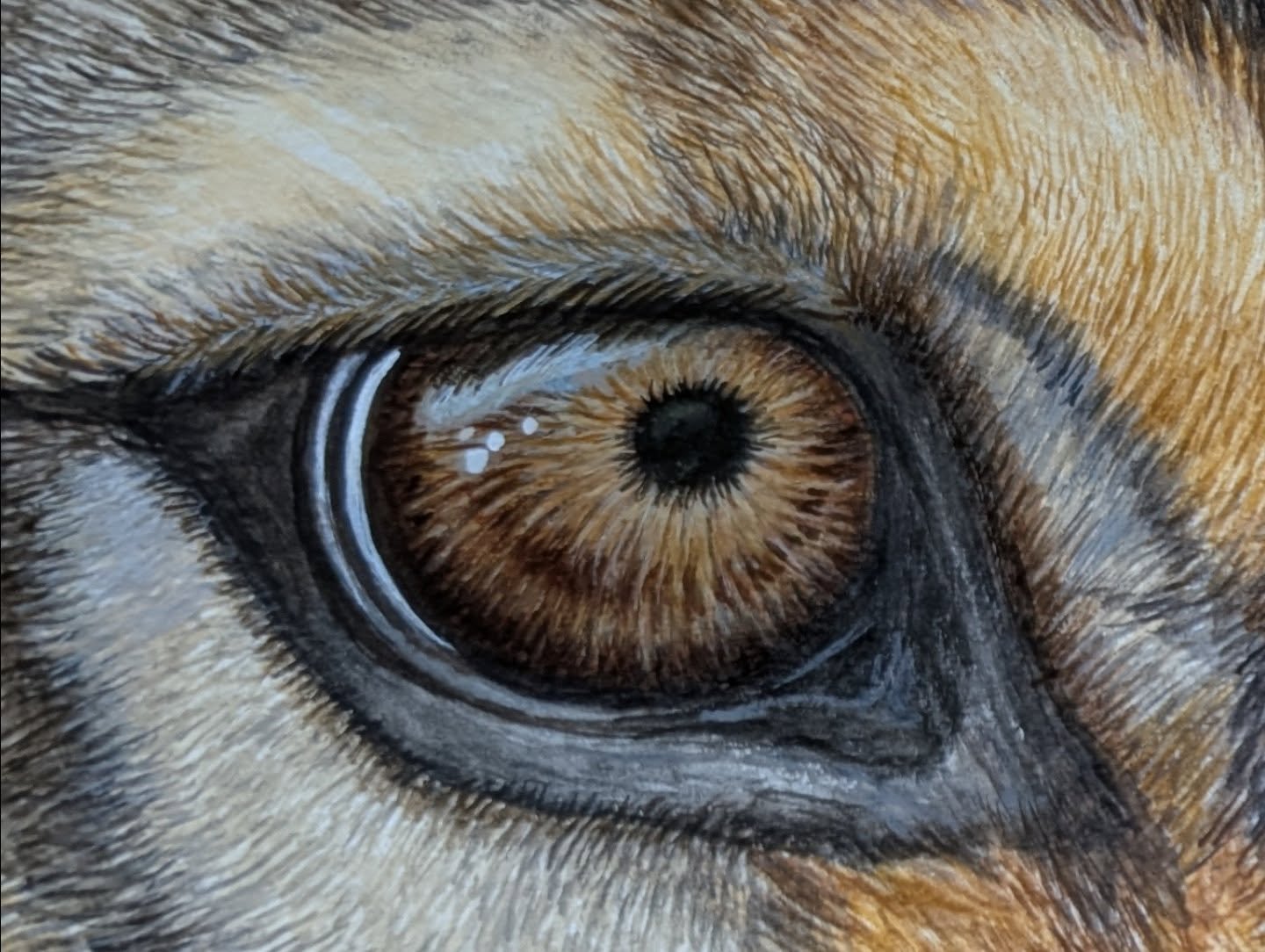 Been getting a little more done in the studio 😍 

#collection #realism #seawolf #vancouverisland #westcoast