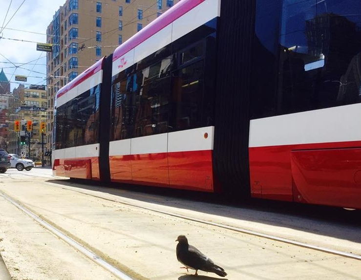 Does your pooch ride the red rocket?
