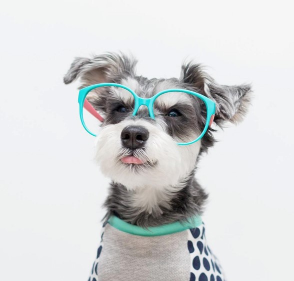 Seven Toronto dog celebrities you'll want to follow!