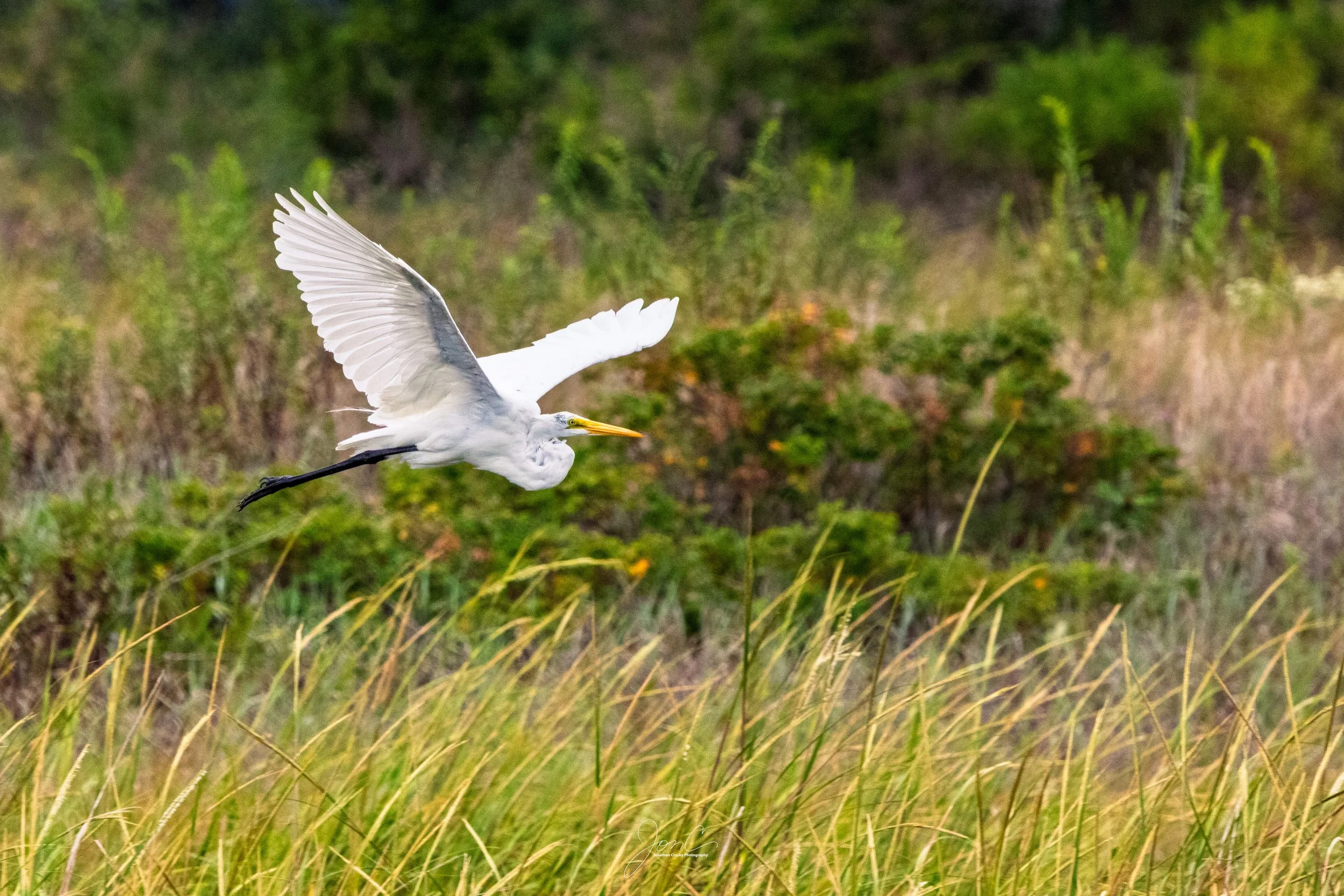 Great Egret
